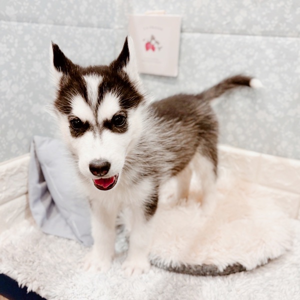 福井県のシベリアンハスキー (犬の家＆猫の里福井店/2025年9月25日生まれ/女の子/ブラックホワイト)の子犬の3枚目の画像
