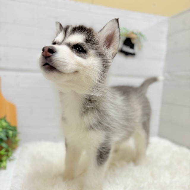 愛知県のシベリアンハスキー (犬の家＆猫の里豊田店/2025年9月25日生まれ/女の子/ブラックホワイト)の子犬の3枚目の画像