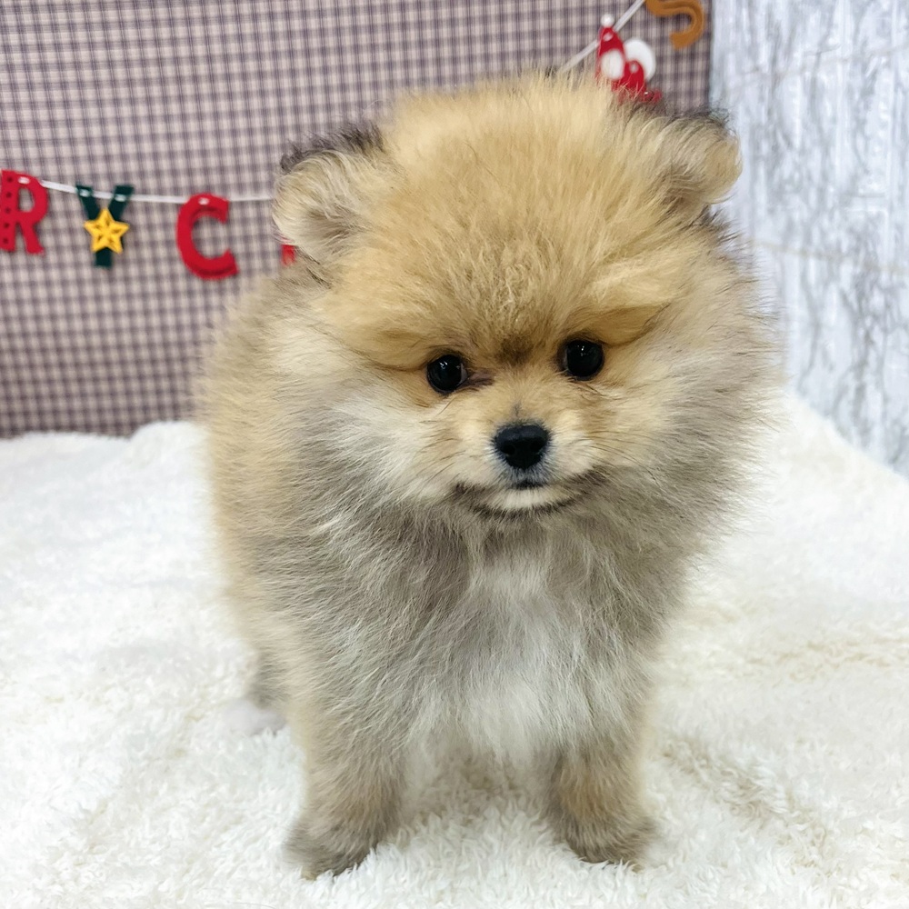 愛知県のポメラニアン (犬の家＆猫の里エアポートウォーク店/2025年10月8日生まれ/男の子/オレンジ)の子犬の3枚目の画像