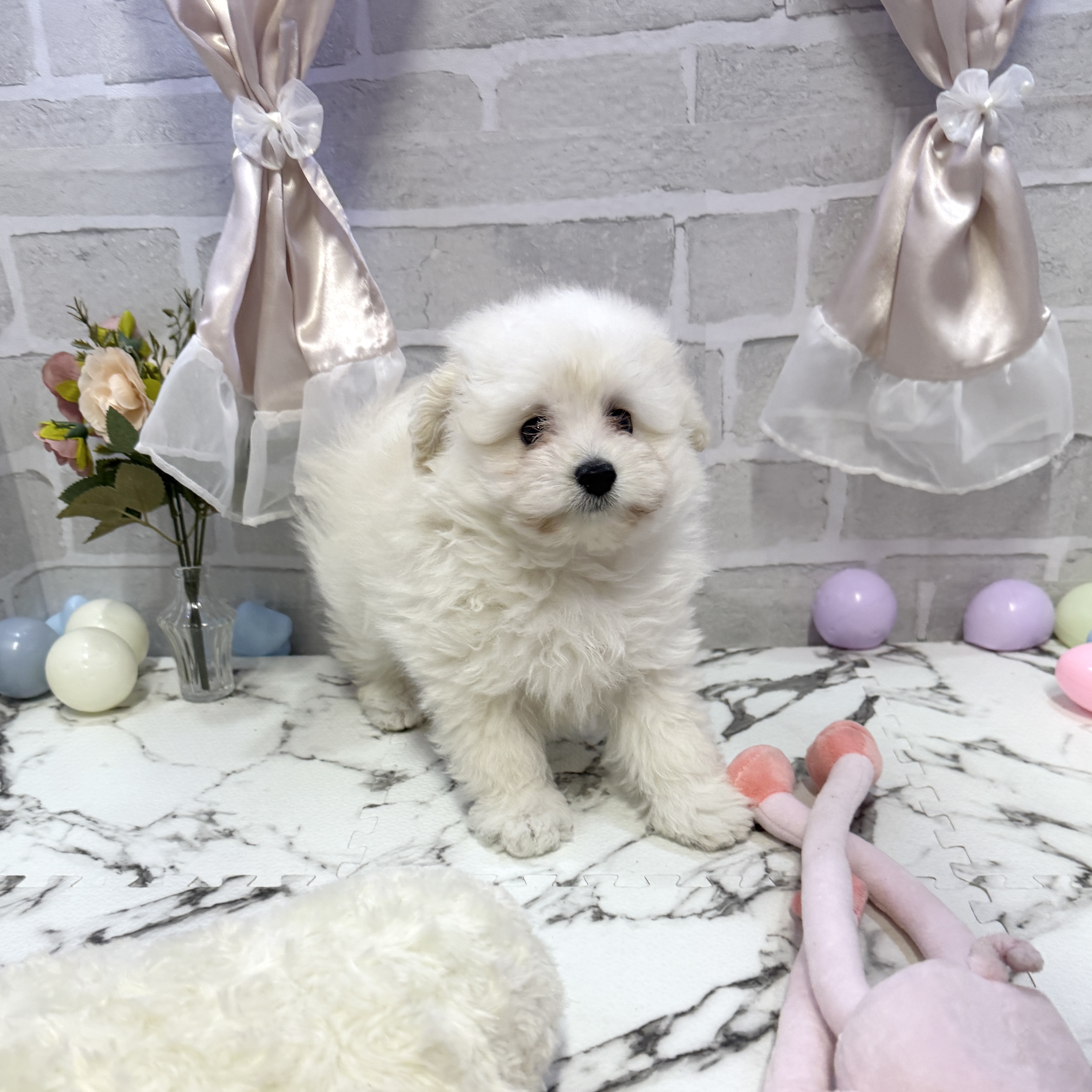 愛知県のポメプー(ポメラニアン×プードル) (犬の家＆猫の里岡崎店/2025年10月7日生まれ/男の子/クリーム)の子犬の3枚目の画像