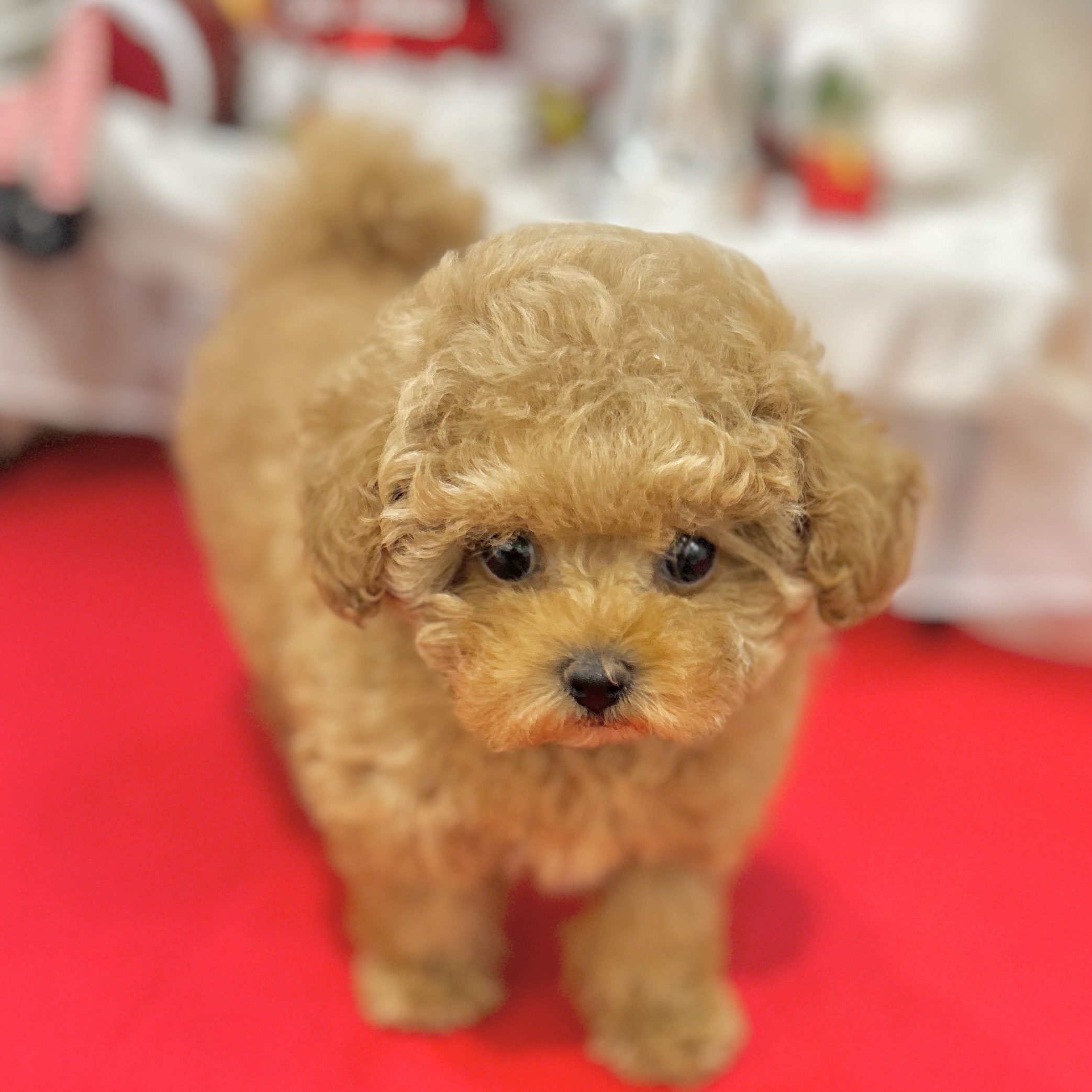岡山県のトイプードル(ティーカップ) (犬の家＆猫の里倉敷店/2025年10月9日生まれ/女の子/レッド)の子犬の3枚目の画像