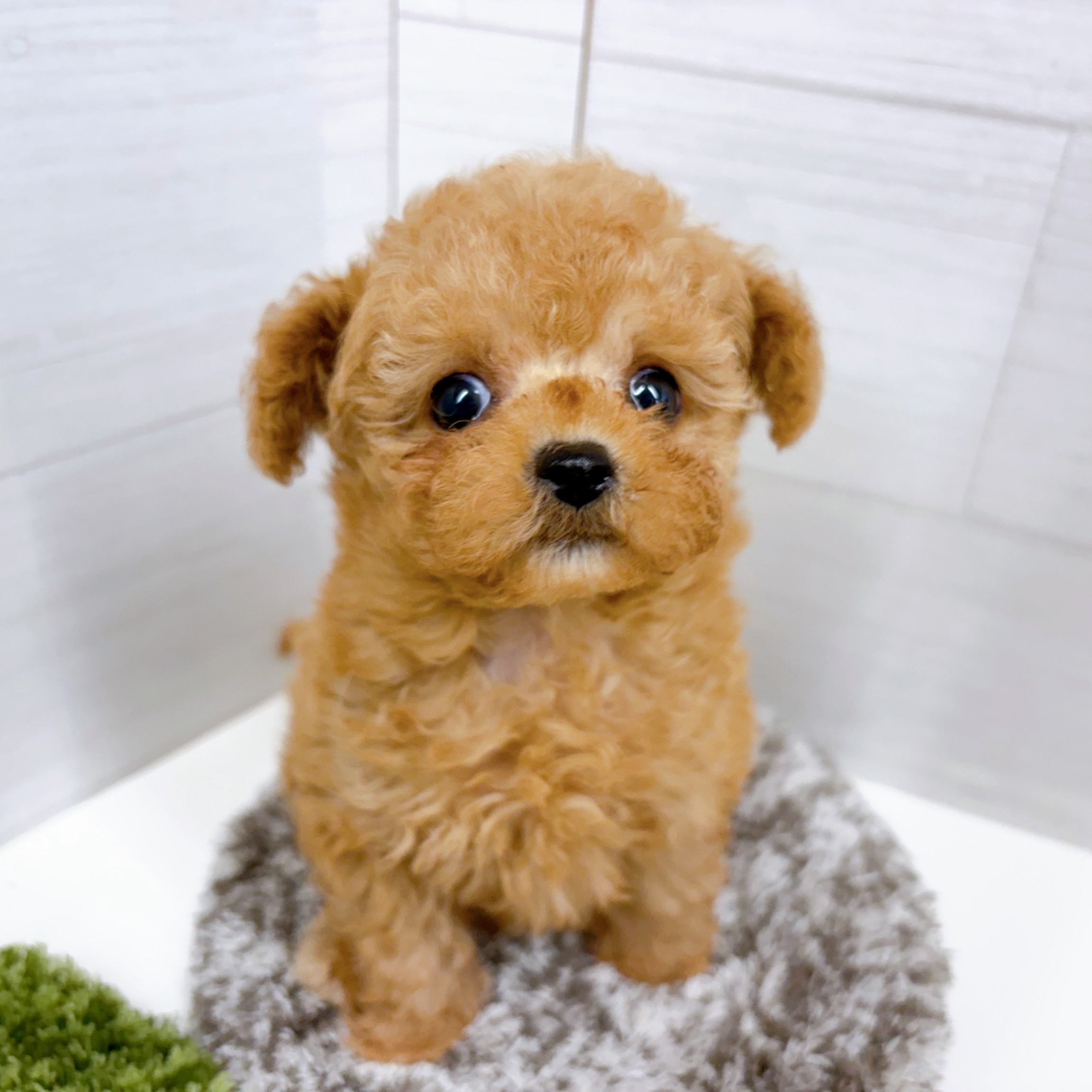 石川県のトイプードル(タイニー) (犬の家＆猫の里アミーゴ金沢おこばた店/2025年10月3日生まれ/男の子/アプリコット)の子犬の3枚目の画像