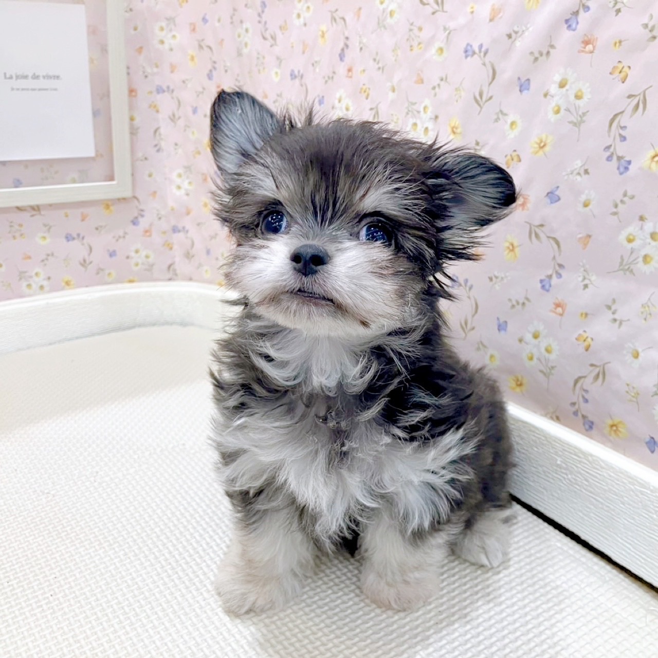 石川県のチワマル/マルチワ(チワワ×マルチーズ) (犬の家＆猫の里金沢店/2025年10月9日生まれ/女の子/ブラッククリーム)の子犬の3枚目の画像