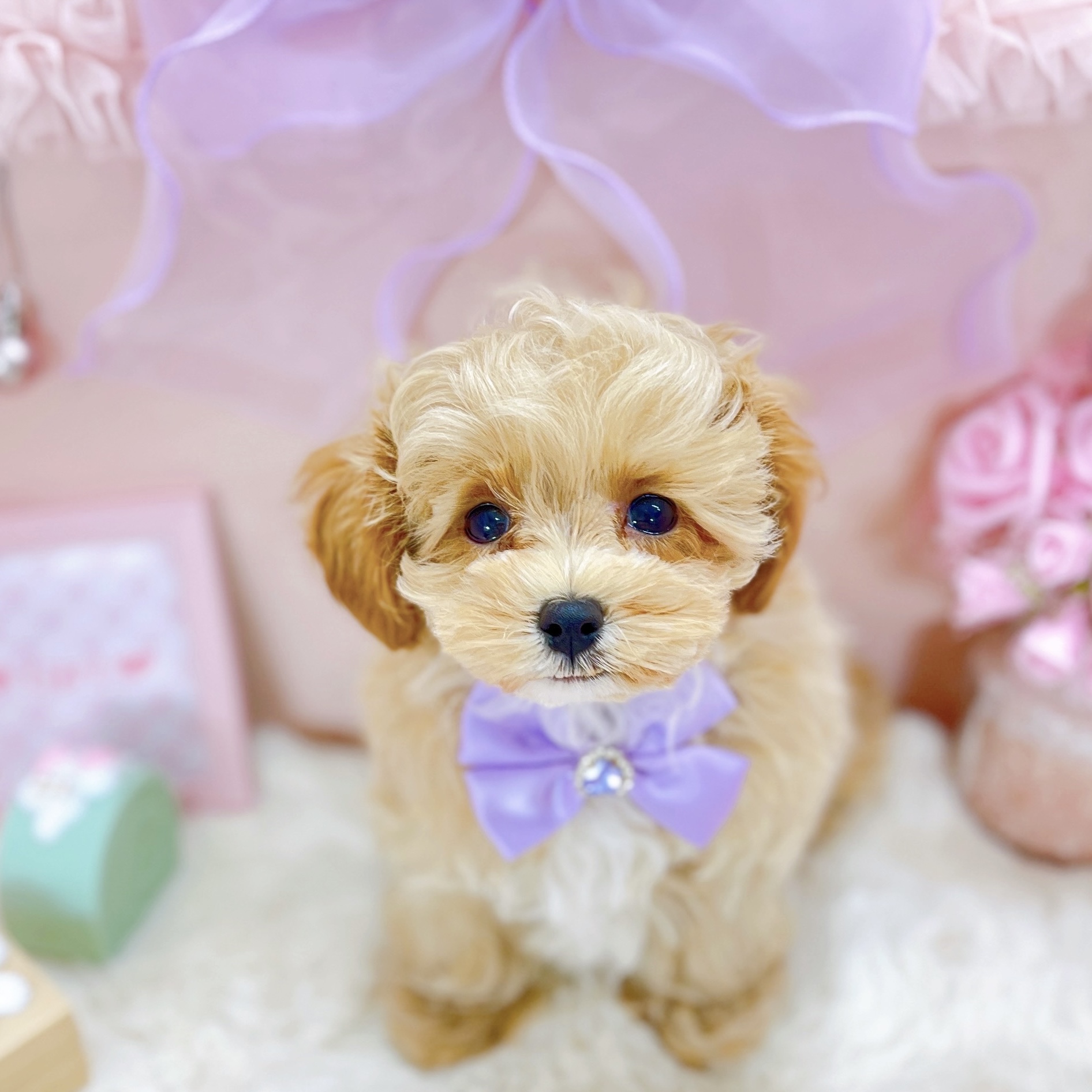 福井県のマルプー(マルチーズ×プードル) (犬の家＆猫の里アミーゴ福井大和田店/2025年10月9日生まれ/女の子/アプリコット)の子犬の3枚目の画像