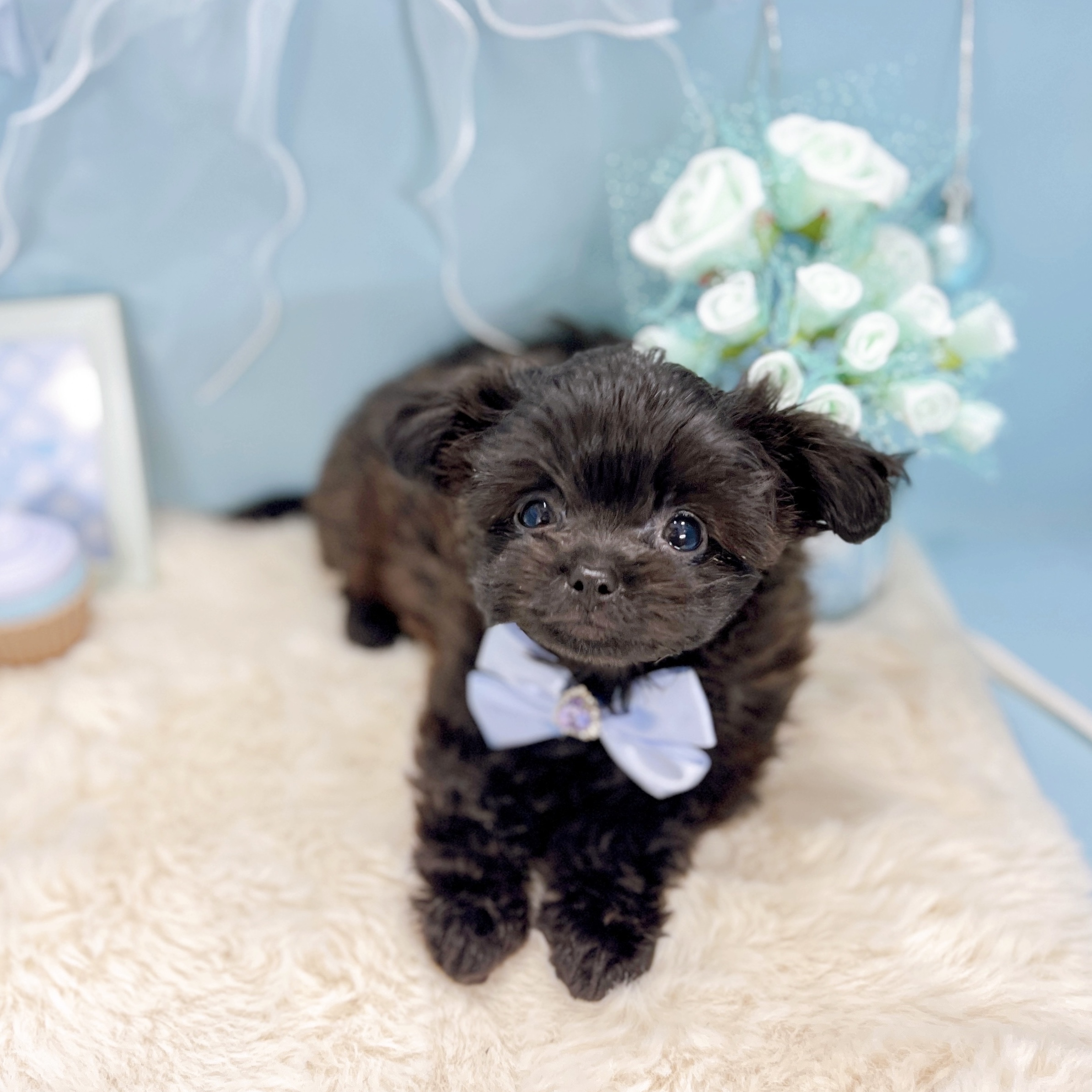 福井県のチワプー/プーチー(チワワ×プードル) (犬の家＆猫の里アミーゴ福井大和田店/2025年10月11日生まれ/男の子/ブラック)の子犬の3枚目の画像