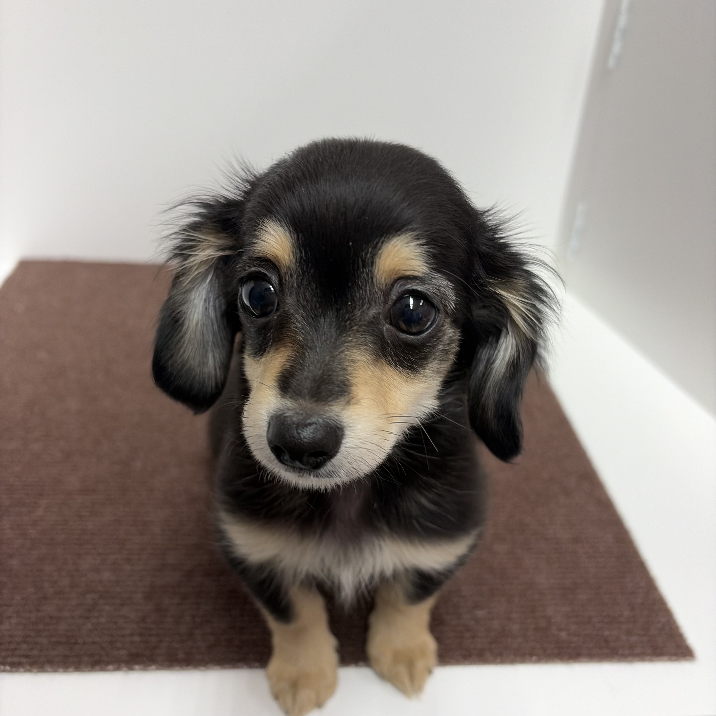 神奈川県のチワックス(チワワ×ダックス) (犬の家＆猫の里相模原店/2025年10月12日生まれ/男の子/ブラッククリーム)の子犬の3枚目の画像