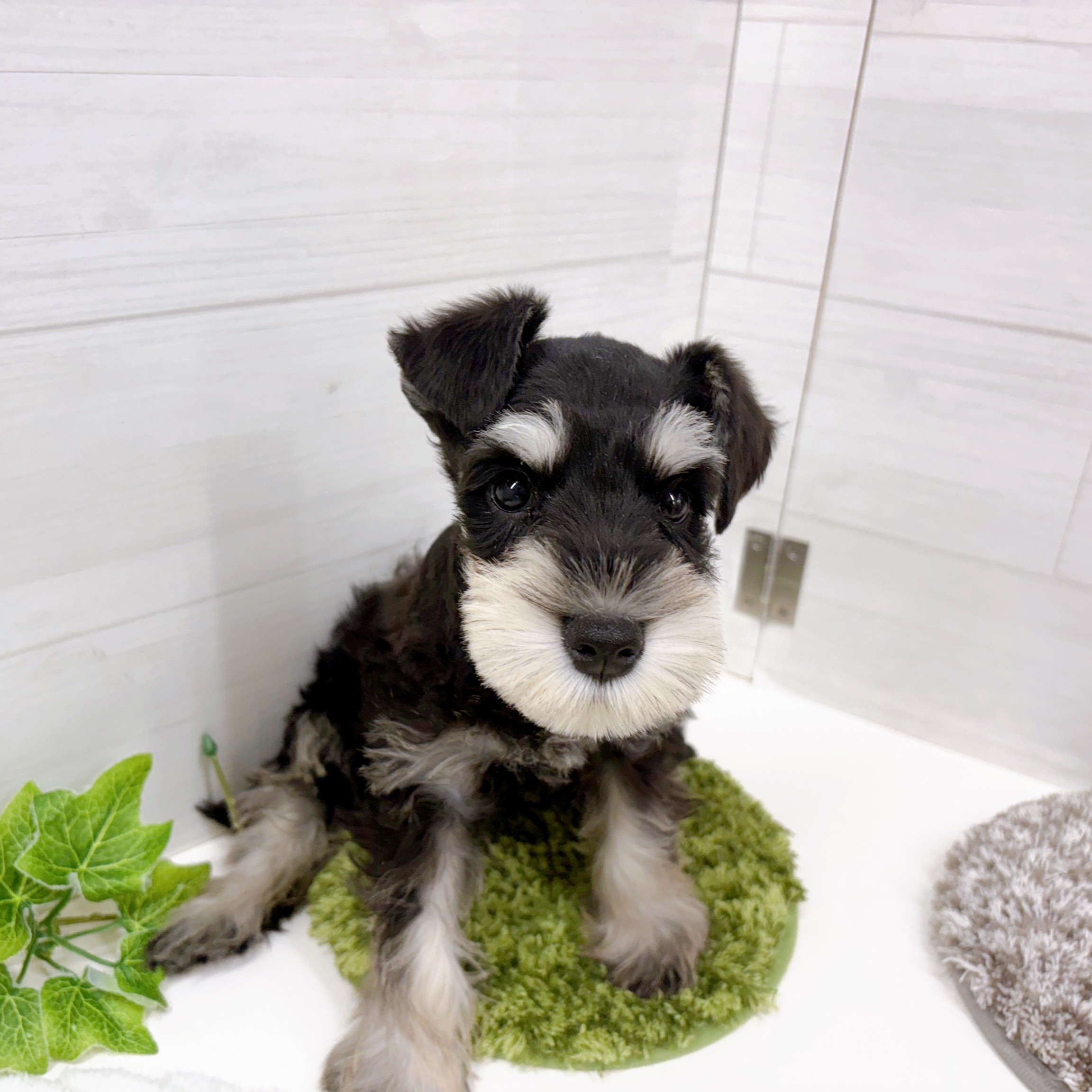 石川県のミニチュアシュナウザー (犬の家＆猫の里アミーゴ金沢おこばた店/2025年10月9日生まれ/女の子/ブラックシルバー)の子犬の3枚目の画像