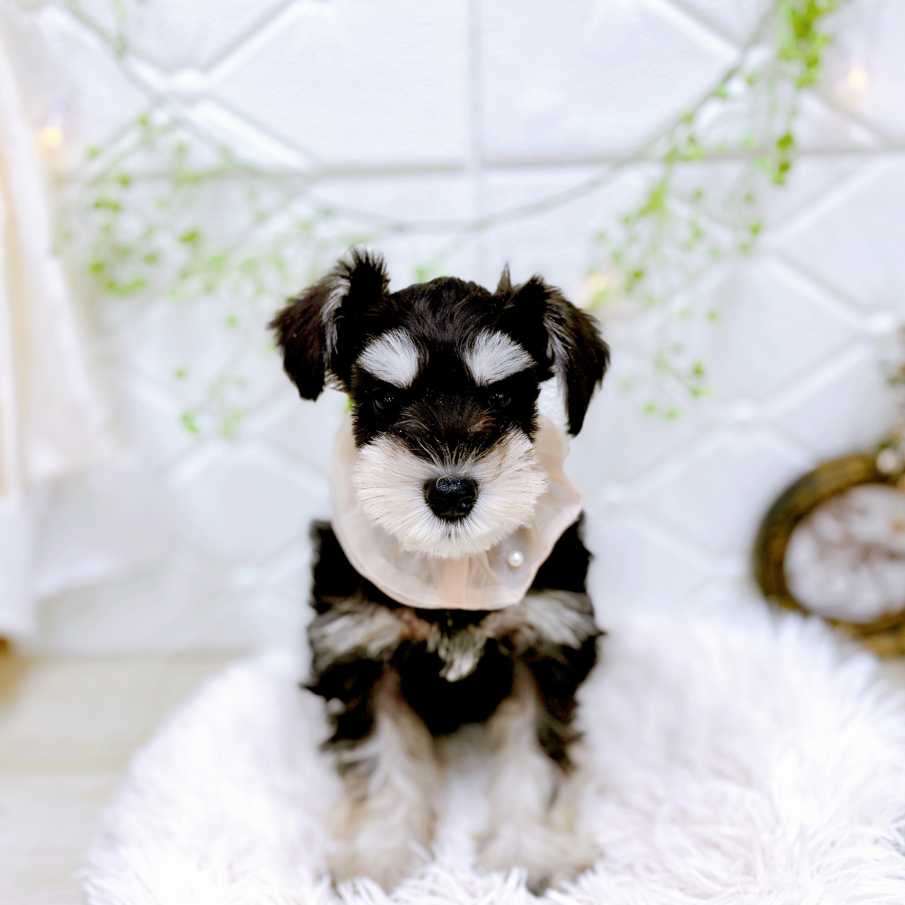 福井県のミニチュアシュナウザー (犬の家＆猫の里アミーゴ福井店/2025年10月11日生まれ/女の子/ブラックシルバー)の子犬の3枚目の画像