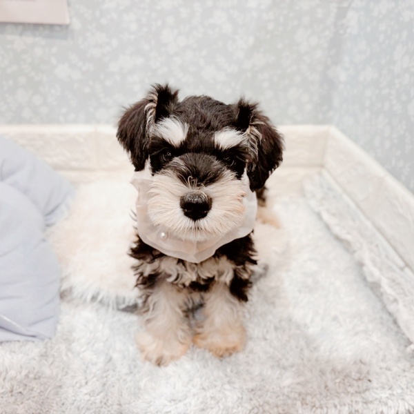 福井県のミニチュアシュナウザー (犬の家＆猫の里福井店/2025年10月11日生まれ/女の子/ブラックシルバー)の子犬の3枚目の画像