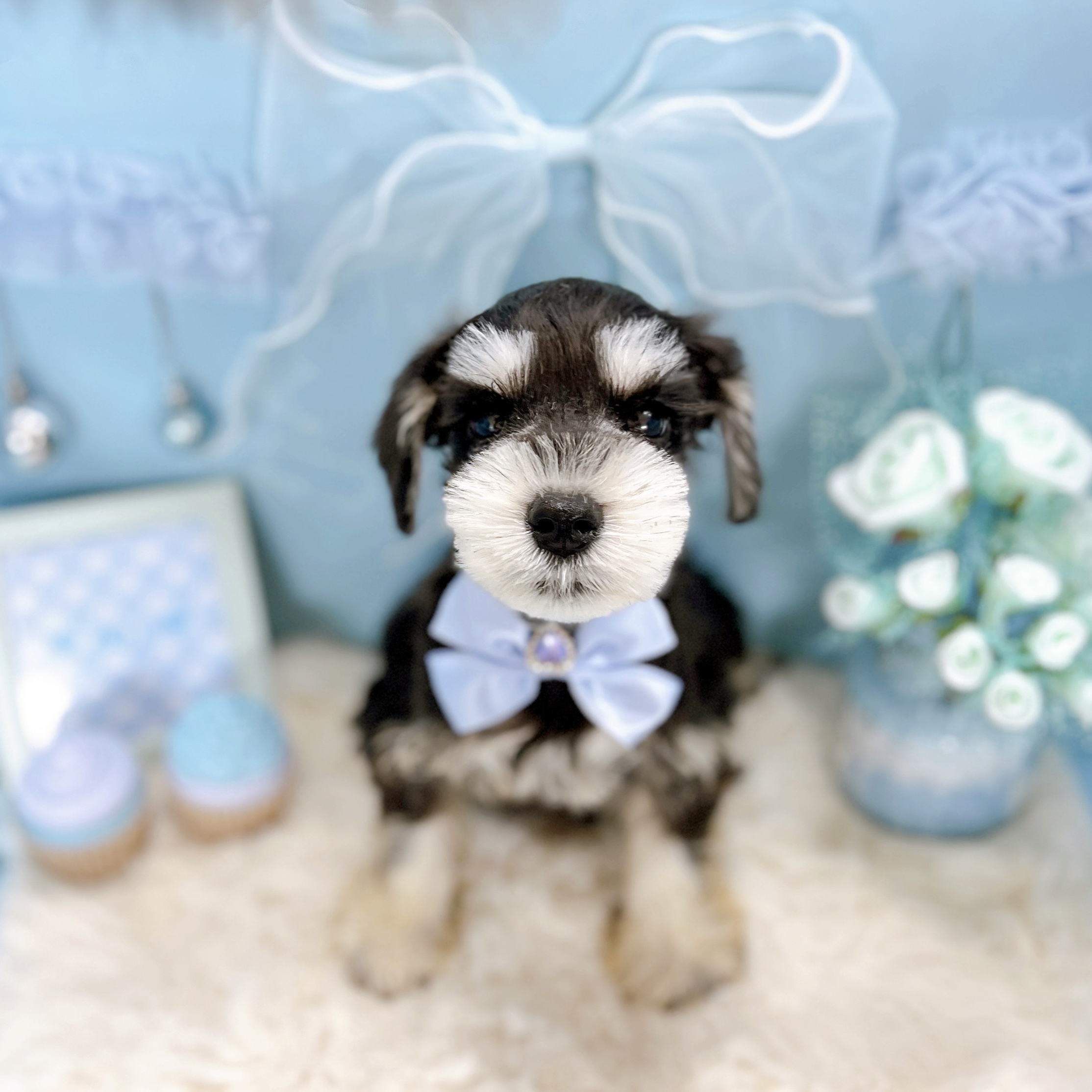 福井県のミニチュアシュナウザー (犬の家＆猫の里アミーゴ福井大和田店/2025年10月11日生まれ/男の子/ブラックシルバー)の子犬の3枚目の画像