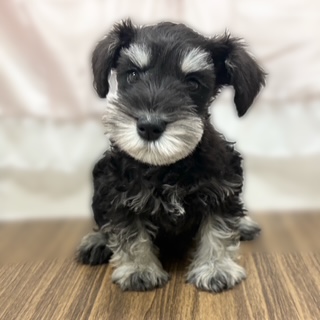 兵庫県のミニチュアシュナウザー (犬の家＆猫の里カナート西神戸店/2025年10月11日生まれ/男の子/ブラックシルバー)の子犬の3枚目の画像