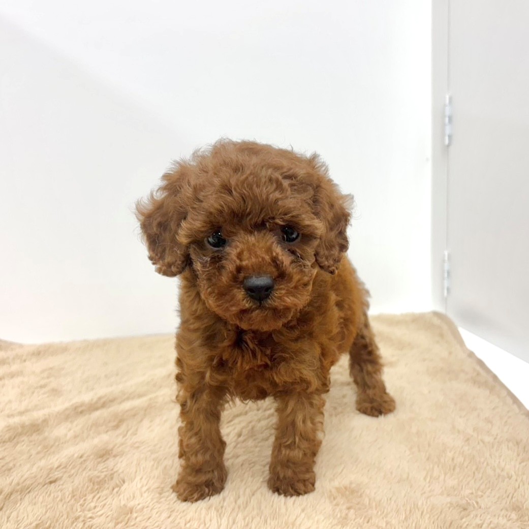 神奈川県のトイプードル(トイ) (犬の家＆猫の里相模原店/2025年10月12日生まれ/女の子/レッドフォーン)の子犬の3枚目の画像