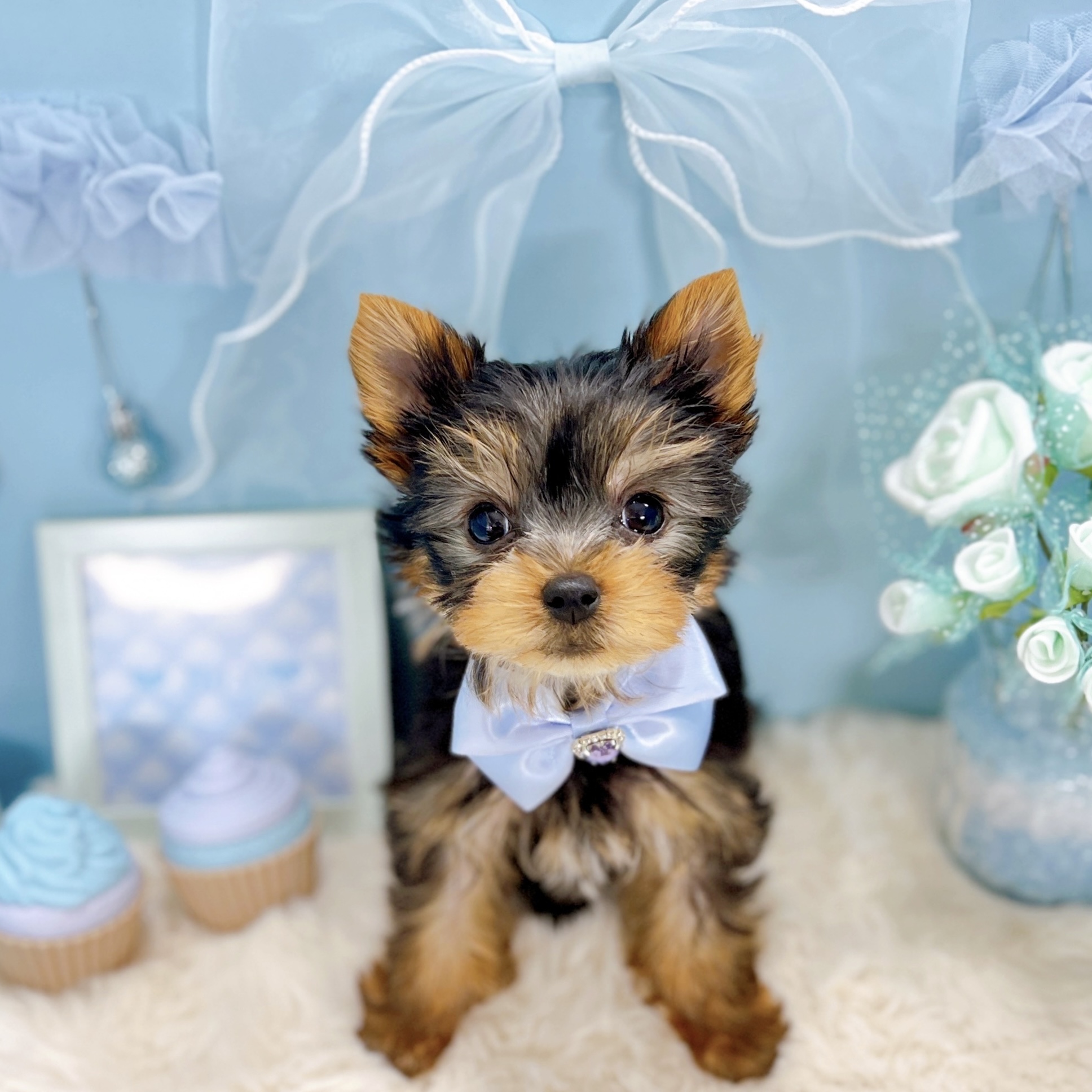 福井県のヨークシャーテリア (犬の家＆猫の里アミーゴ福井大和田店/2025年10月9日生まれ/男の子/スチールブルータン)の子犬の3枚目の画像