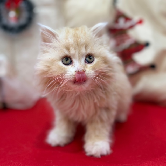 岡山県のスコティッシュフォールド (犬の家＆猫の里倉敷店/2025年10月10日生まれ/女の子/レッドタビーホワイト)の子猫の3枚目の画像