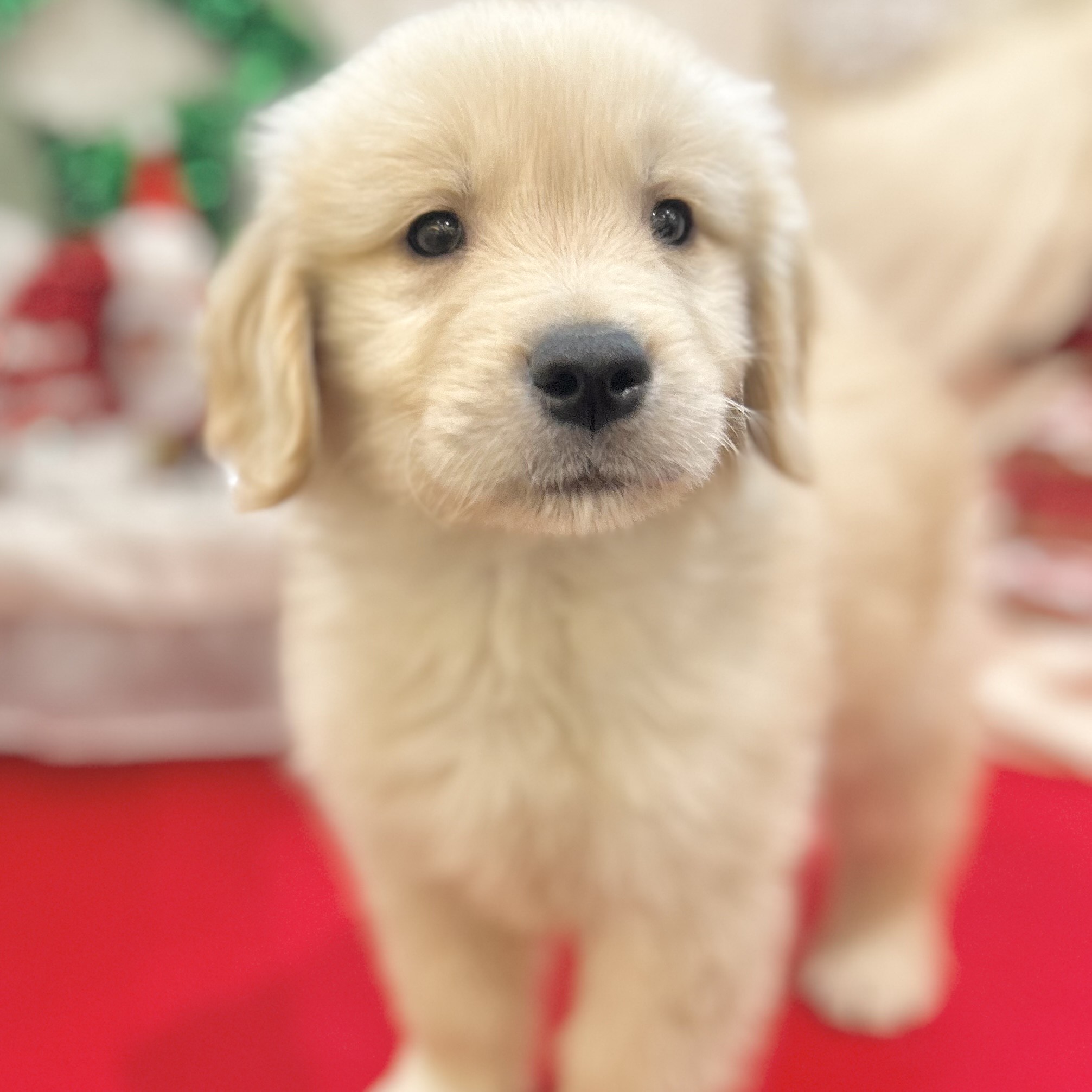 岡山県のゴールデンレトリバー (犬の家＆猫の里倉敷店/2025年10月3日生まれ/男の子/ゴールデン)の子犬の3枚目の画像