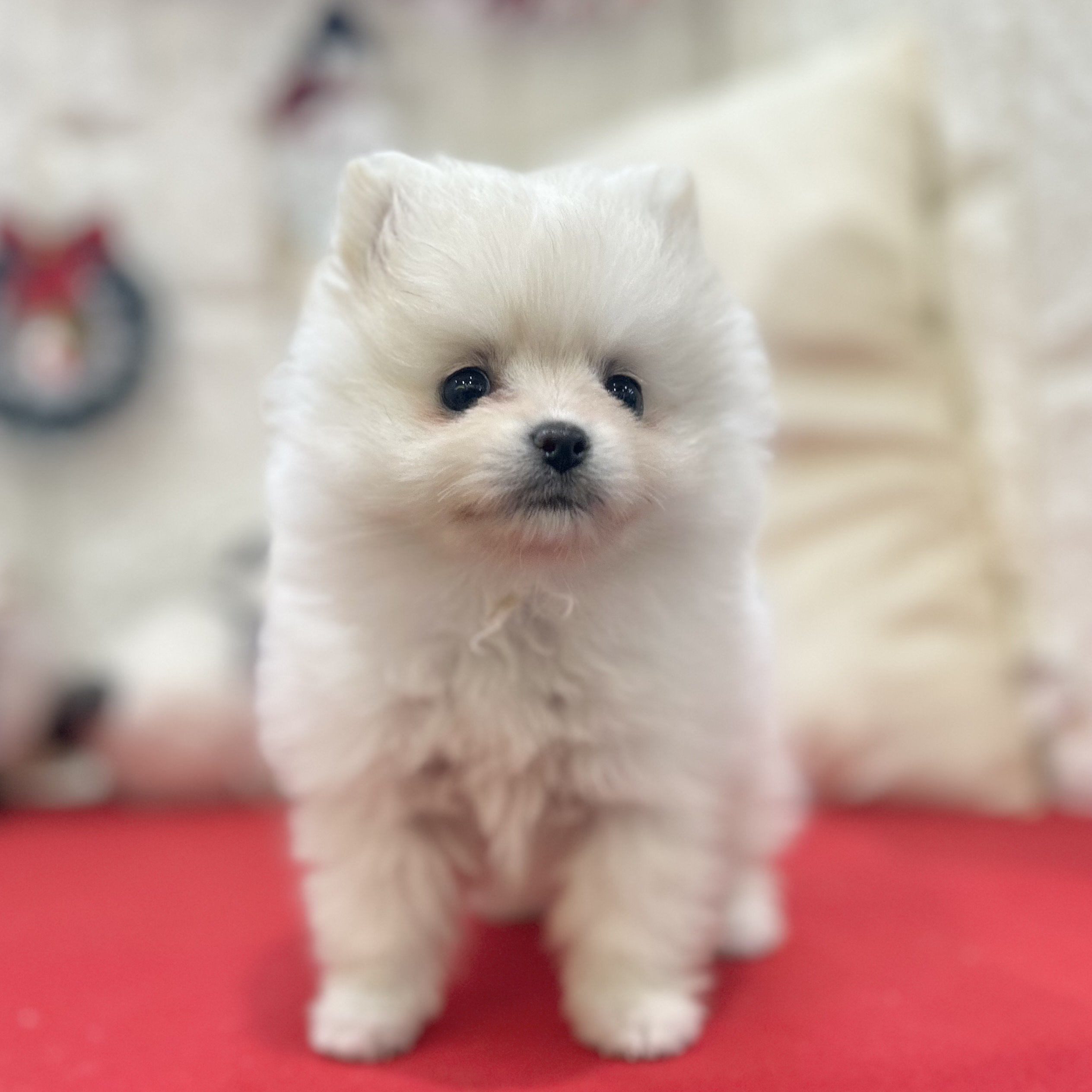 岡山県のポメラニアン (犬の家＆猫の里倉敷店/2025年10月11日生まれ/女の子/クリーム)の子犬の3枚目の画像