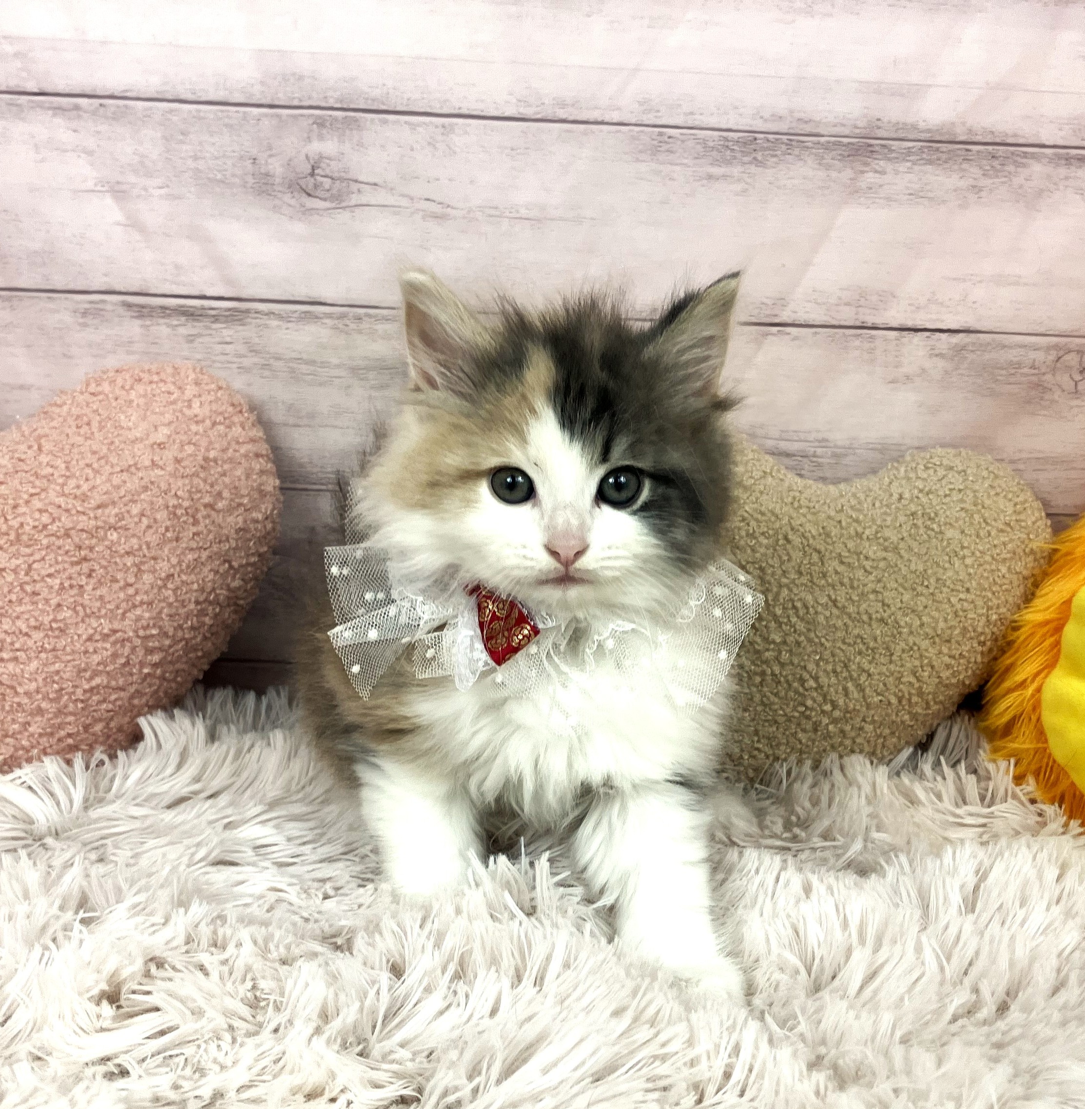 兵庫県のノルウェージャンフォレストキャット (犬の家＆猫の里川西店/2025年10月11日生まれ/女の子/ダイリュートキャリコ)の子猫の3枚目の画像