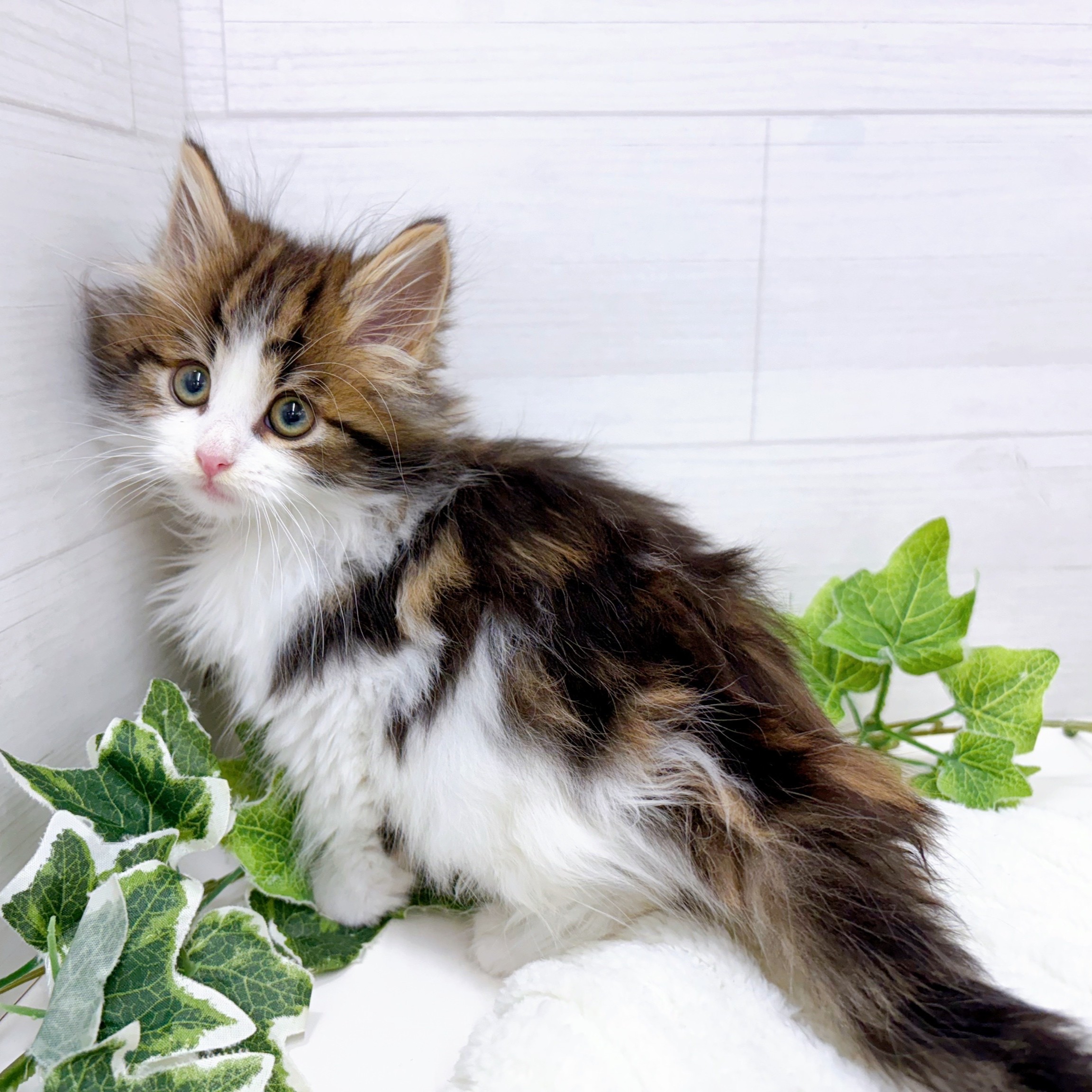 石川県のノルウェージャンフォレストキャット (犬の家＆猫の里アミーゴ金沢おこばた店/2025年10月10日生まれ/男の子/ブラウンタビーホワイト)の子猫の3枚目の画像