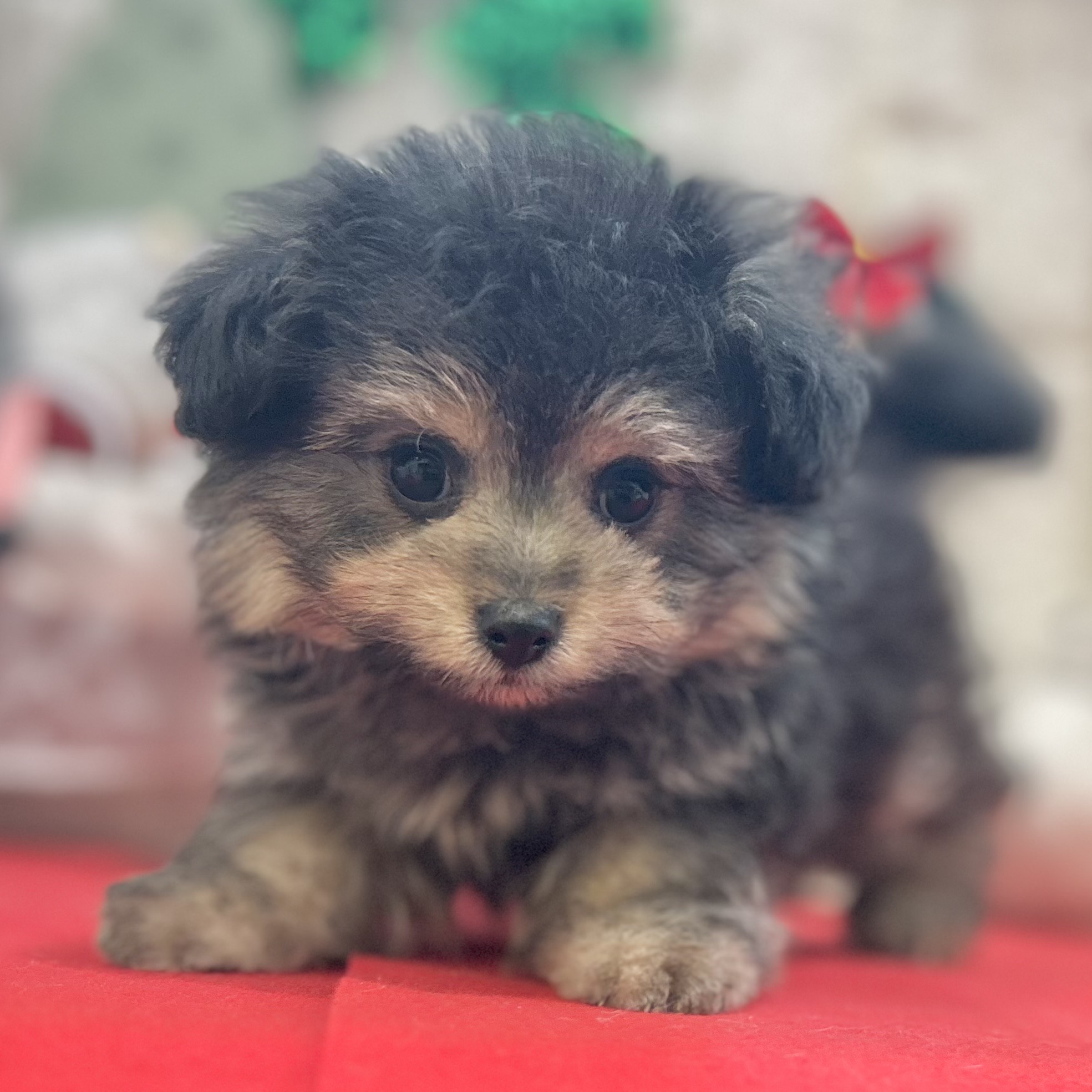 岡山県のポメプー(ポメラニアン×プードル) (犬の家＆猫の里倉敷店/2025年10月12日生まれ/女の子/ブラックタン)の子犬の3枚目の画像