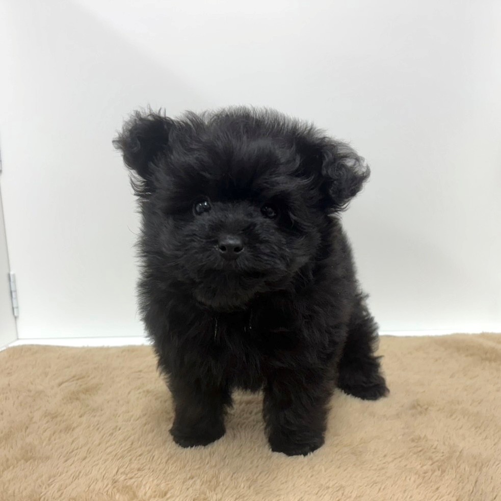 ハーフ犬男の子の写真