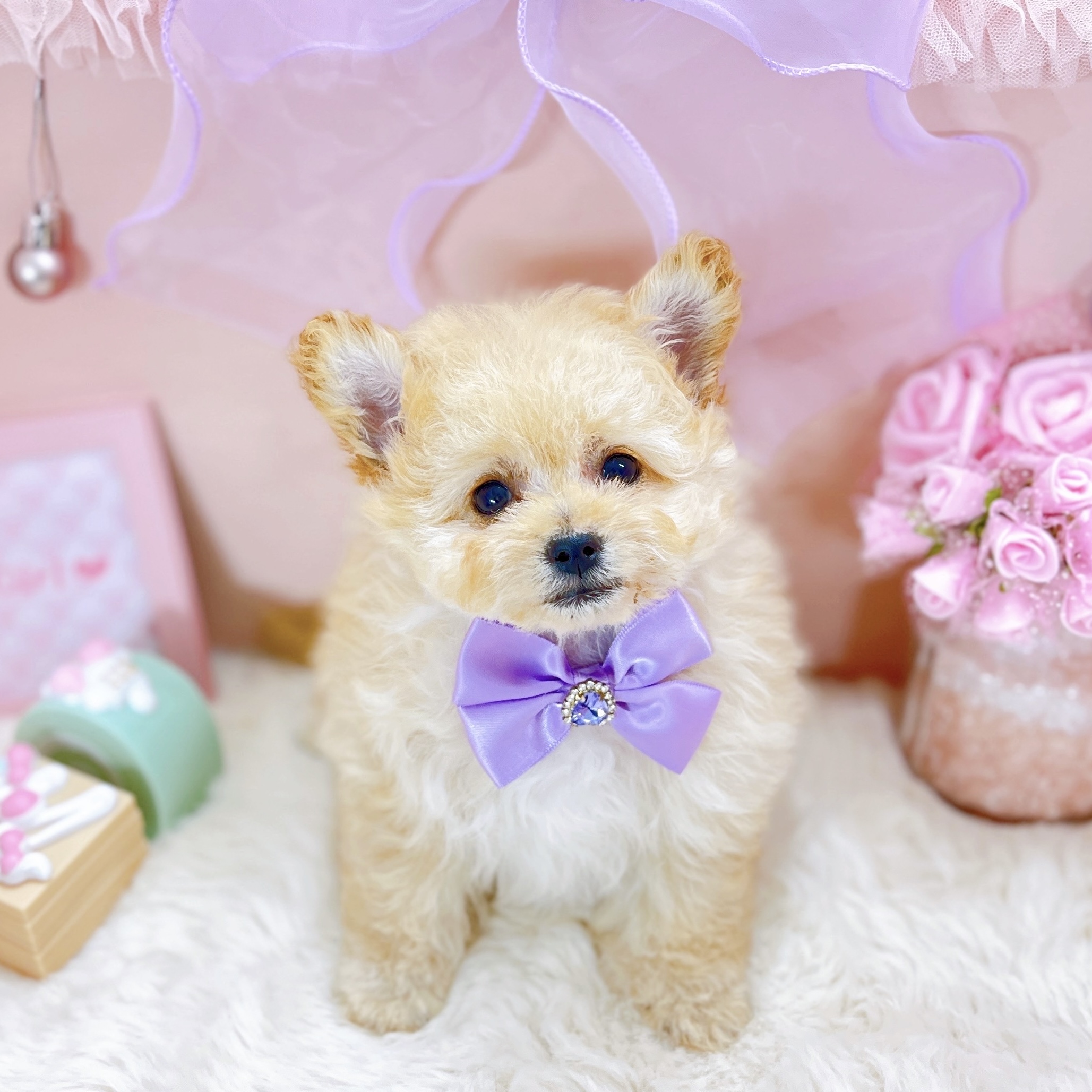 福井県のポメプー(ポメラニアン×プードル) (犬の家＆猫の里アミーゴ福井大和田店/2025年10月4日生まれ/女の子/クリーム)の子犬の3枚目の画像