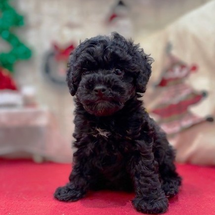 岡山県のトイプードル(トイ) (犬の家＆猫の里倉敷店/2025年10月12日生まれ/女の子/ブラック)の子犬の3枚目の画像