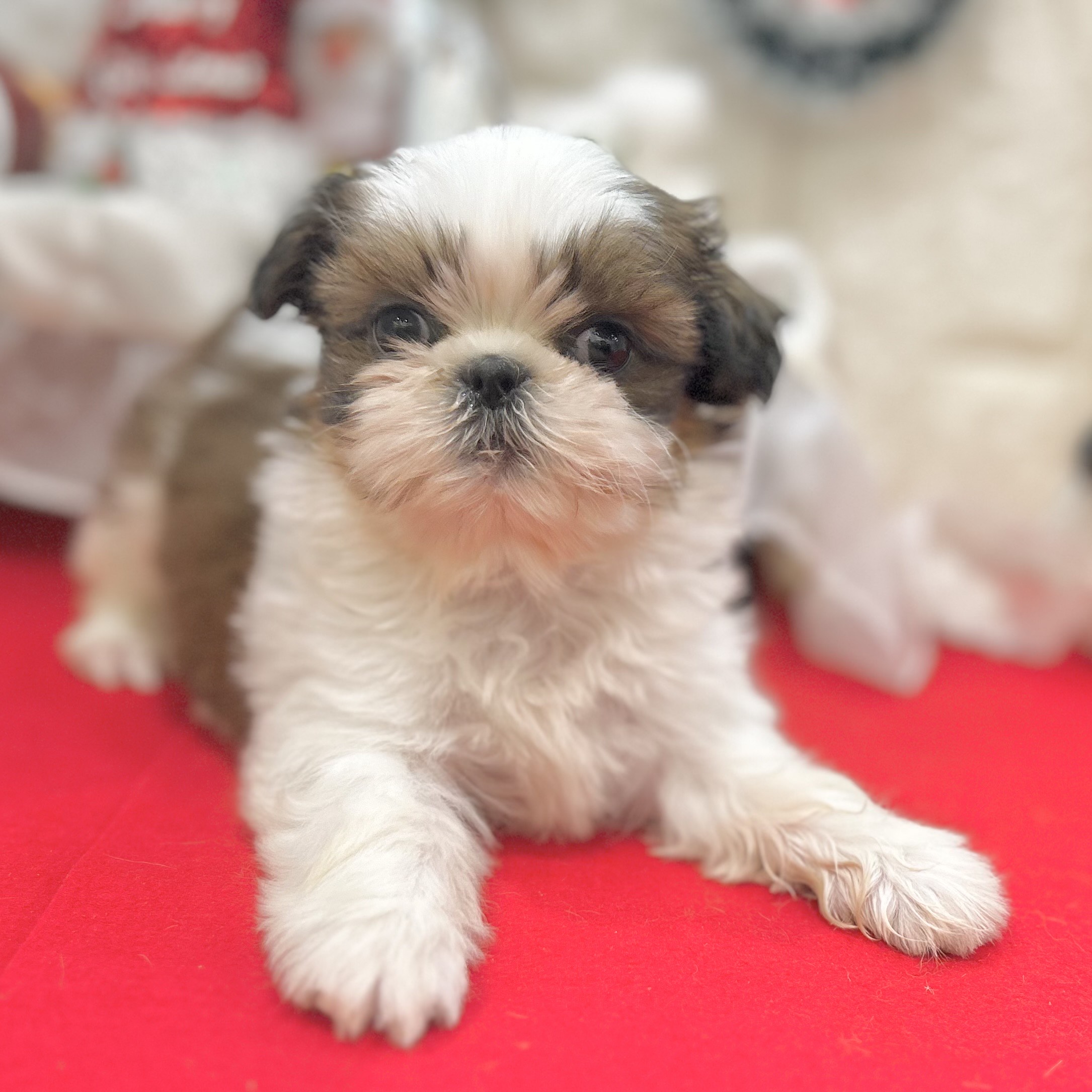 福岡県のシーズー (犬の家＆猫の里くりえいと宗像店/2025年10月8日生まれ/男の子/ゴールドホワイト)の子犬の3枚目の画像