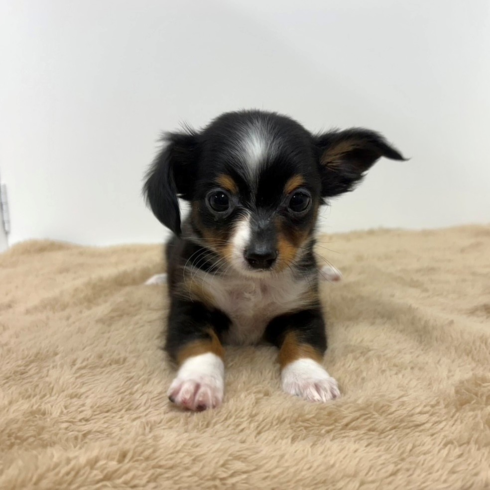神奈川県のチワックス(チワワ×ダックス) (犬の家＆猫の里相模原店/2025年10月11日生まれ/男の子/ブラックタンホワイト)の子犬の3枚目の画像