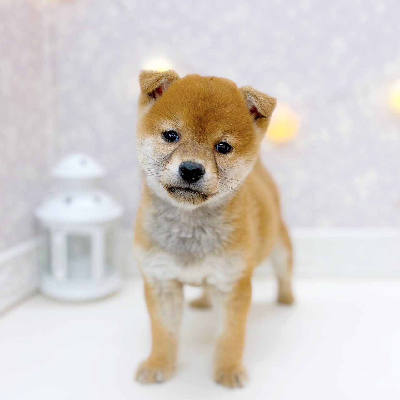 富山県の豆柴 (犬の家＆猫の里富山店/2025年10月8日生まれ/女の子/赤)の子犬の3枚目の画像