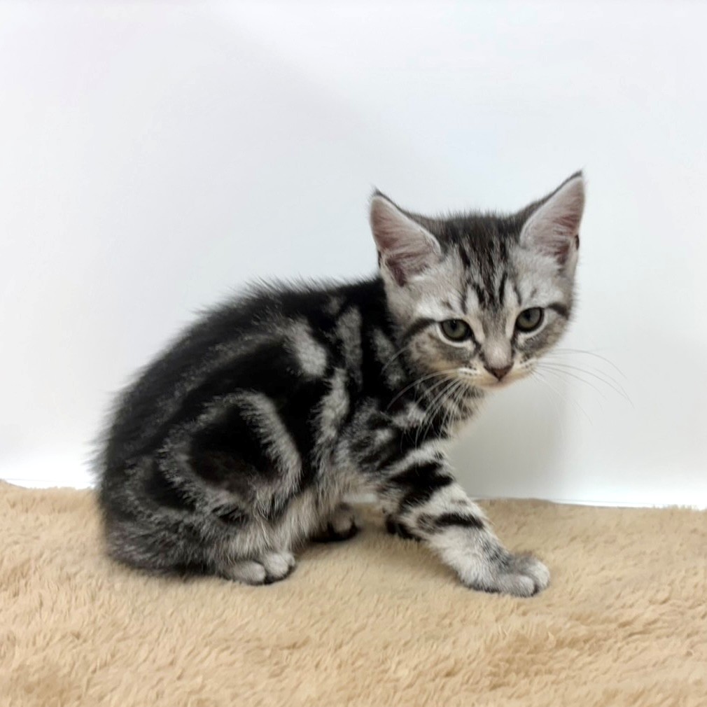 神奈川県のアメリカンショートヘアー (犬の家＆猫の里相模原店/2025年10月12日生まれ/男の子/シルバータビー)の子猫の3枚目の画像