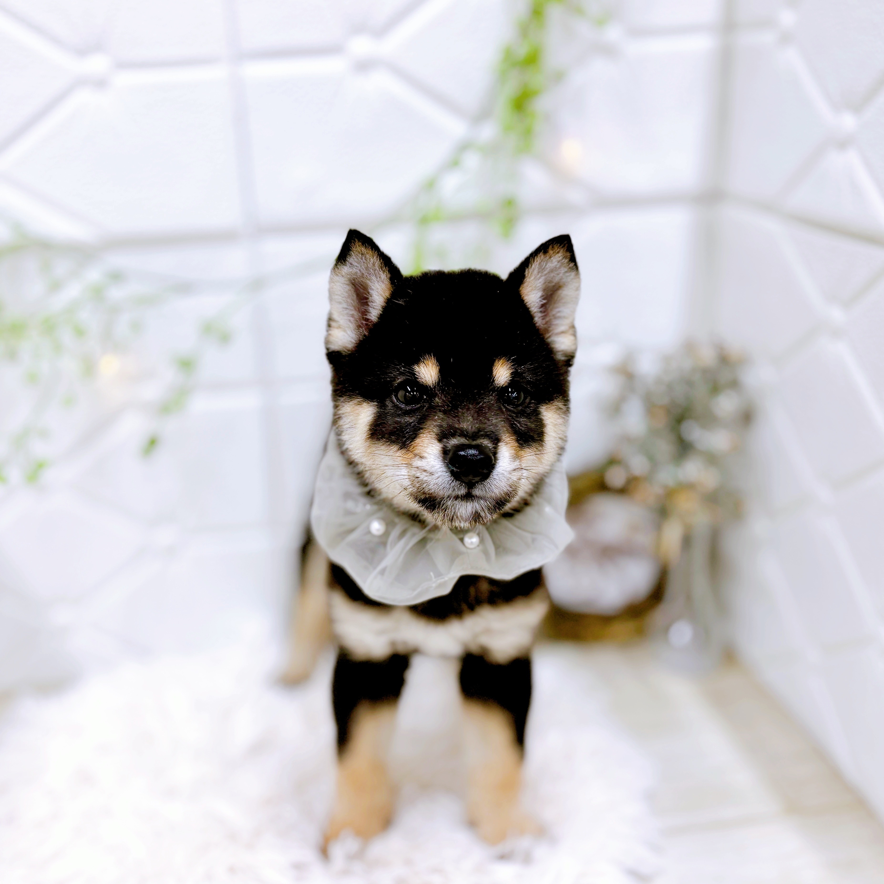 福井県の豆柴 (犬の家＆猫の里アミーゴ福井店/2025年10月6日生まれ/男の子/黒)の子犬の3枚目の画像