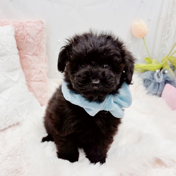 福井県のポメプー(ポメラニアン×プードル) (犬の家＆猫の里福井店/2025年10月5日生まれ/男の子/ブラック)の子犬の3枚目の画像