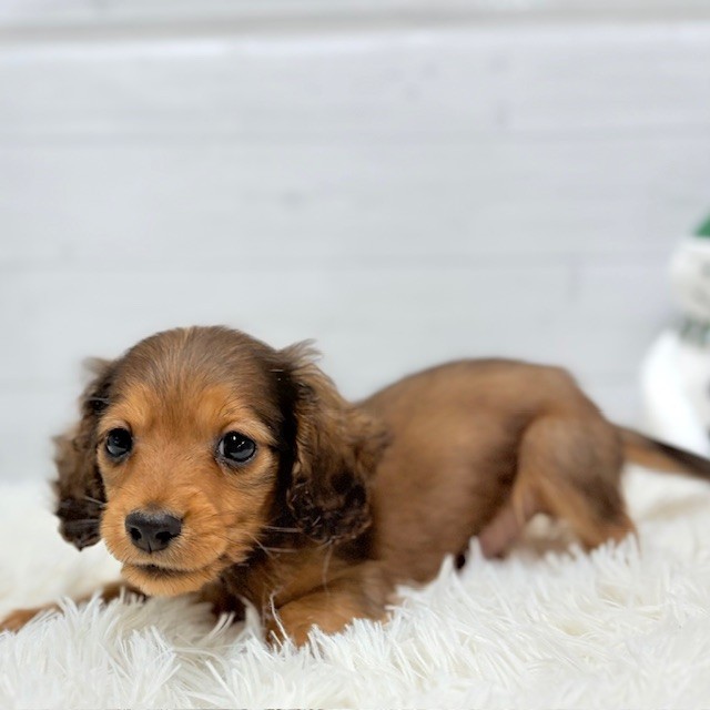 愛知県のカニンヘンダックスフンド(ロング) (犬の家＆猫の里豊田店/2025年10月11日生まれ/男の子/レッド)の子犬の3枚目の画像