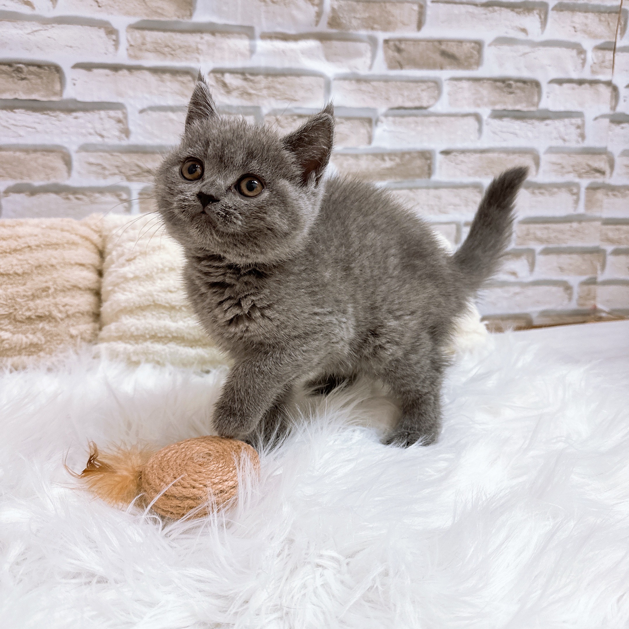 神奈川県のブリティッシュショートヘアー (犬の家＆猫の里モザイクモール港北店/2025年10月11日生まれ/女の子/ブルー)の子猫の3枚目の画像