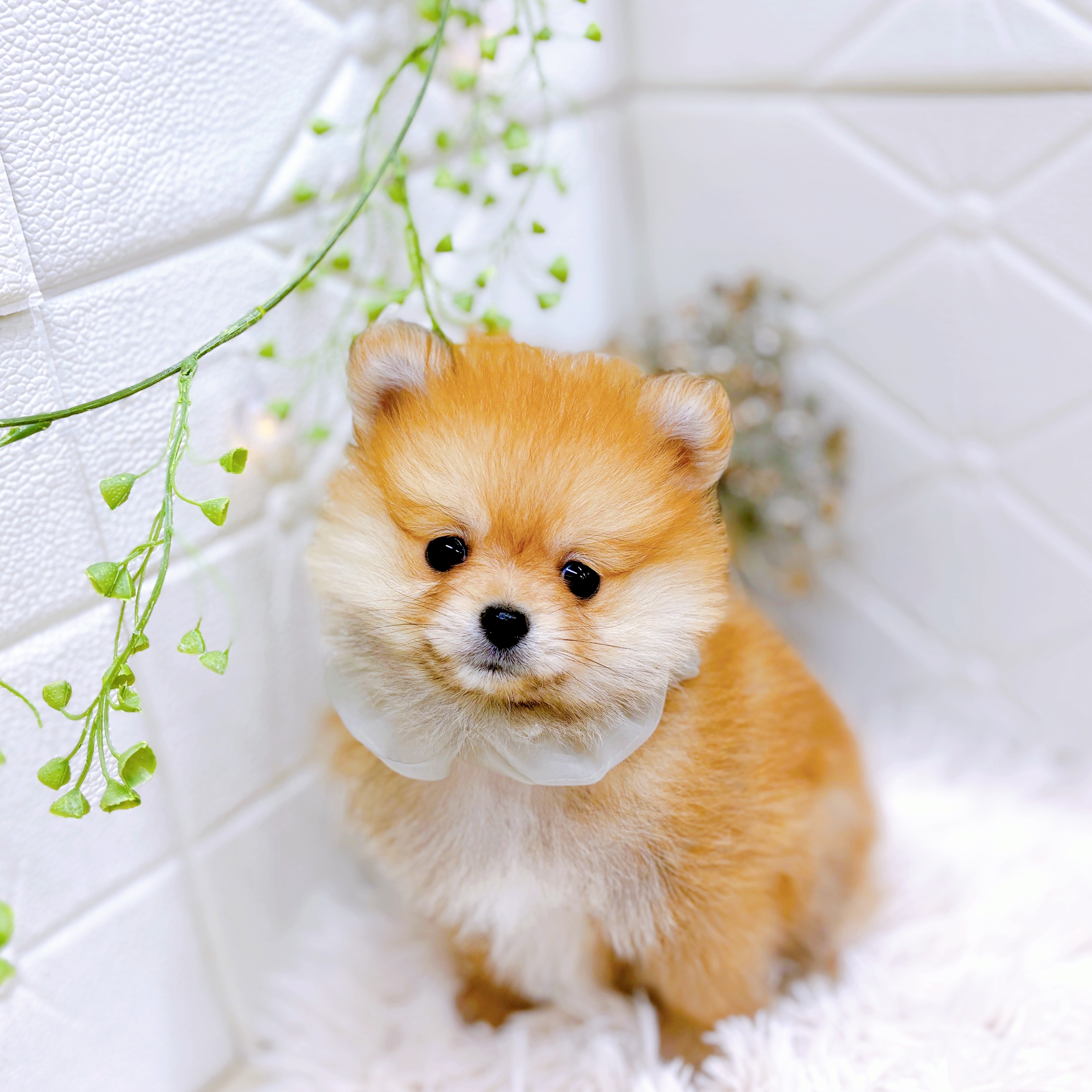 福井県のポメラニアン (犬の家＆猫の里アミーゴ福井店/2025年10月11日生まれ/男の子/オレンジ)の子犬の3枚目の画像