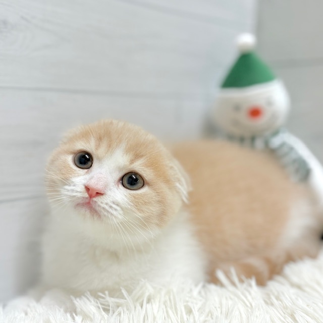 福岡県のスコティッシュフォールド (犬の家＆猫の里くりえいと宗像店/2025年10月9日生まれ/男の子/クリームタビーホワイト)の子猫の3枚目の画像