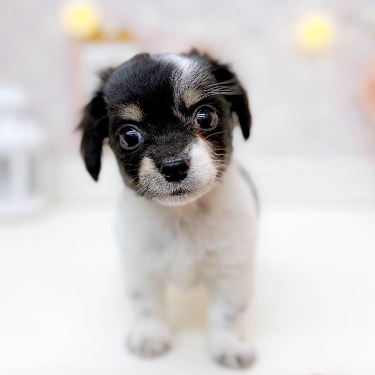 ハーフ犬男の子の写真