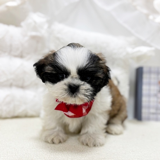 岐阜県のシーズー (犬の家＆猫の里カラフルタウン岐阜店/2025年10月12日生まれ/女の子/ゴールドホワイト)の子犬の3枚目の画像