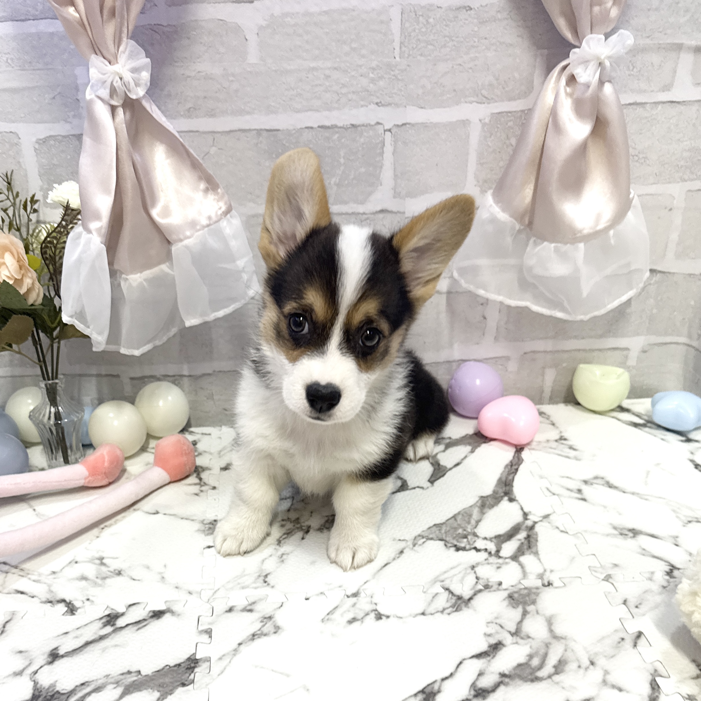 愛知県のウェルシュコーギーペンブローク (犬の家＆猫の里岡崎店/2025年10月12日生まれ/女の子/ブラックタンホワイト)の子犬の3枚目の画像