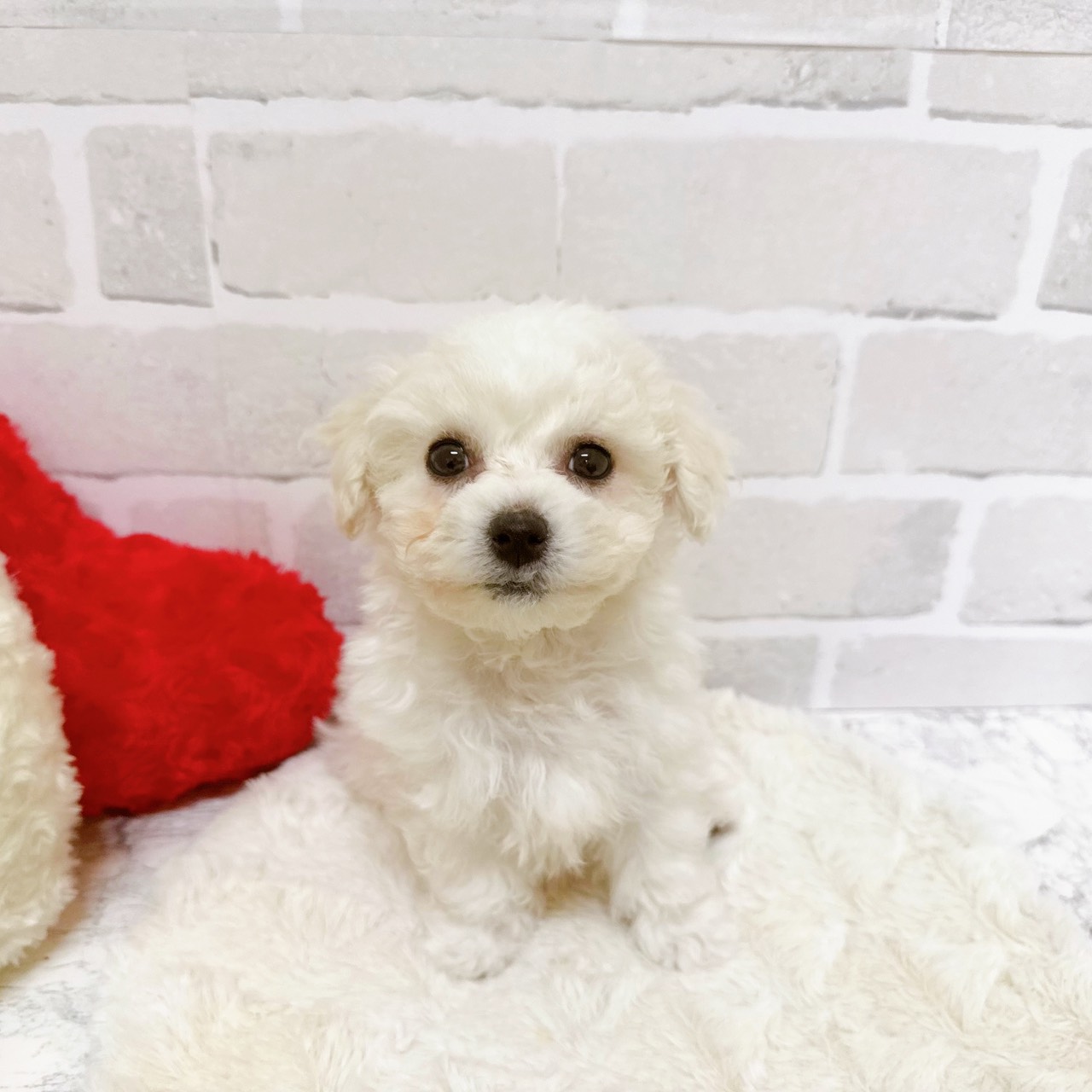 京都府のビションフリーゼ (犬の家＆猫の里京都精華店/2025年10月12日生まれ/男の子/ホワイト)の子犬の3枚目の画像