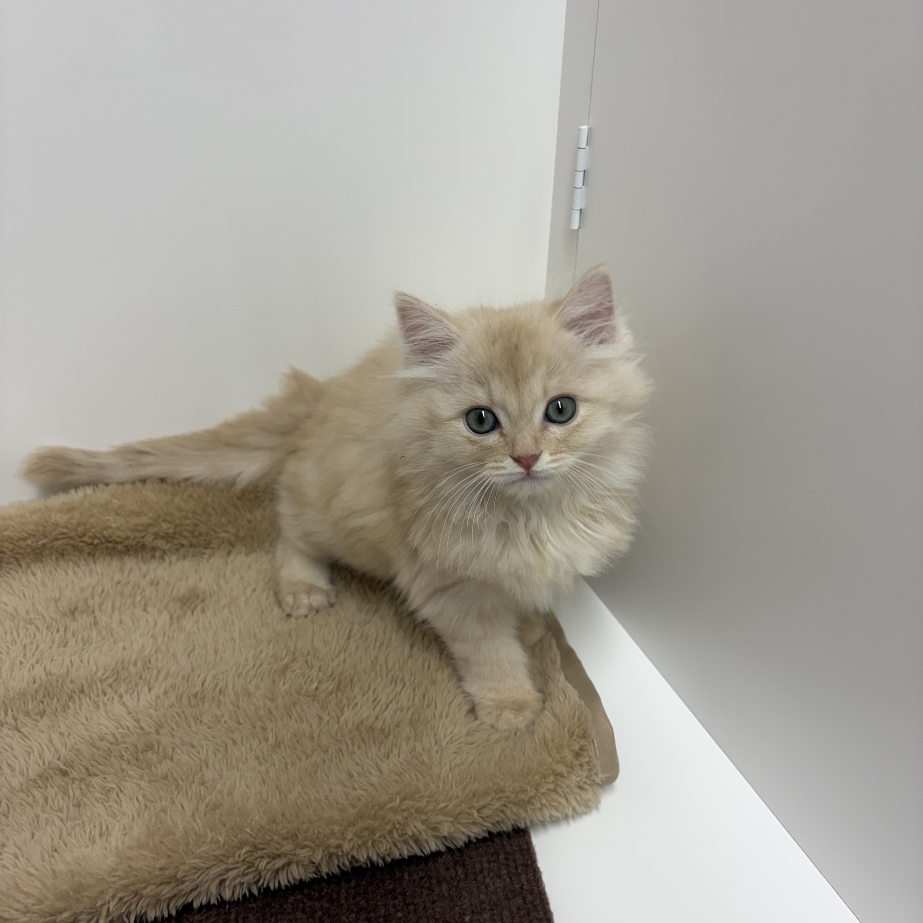 神奈川県のマンチカン (犬の家＆猫の里相模原店/2025年10月13日生まれ/男の子/クリームタビー)の子猫の3枚目の画像