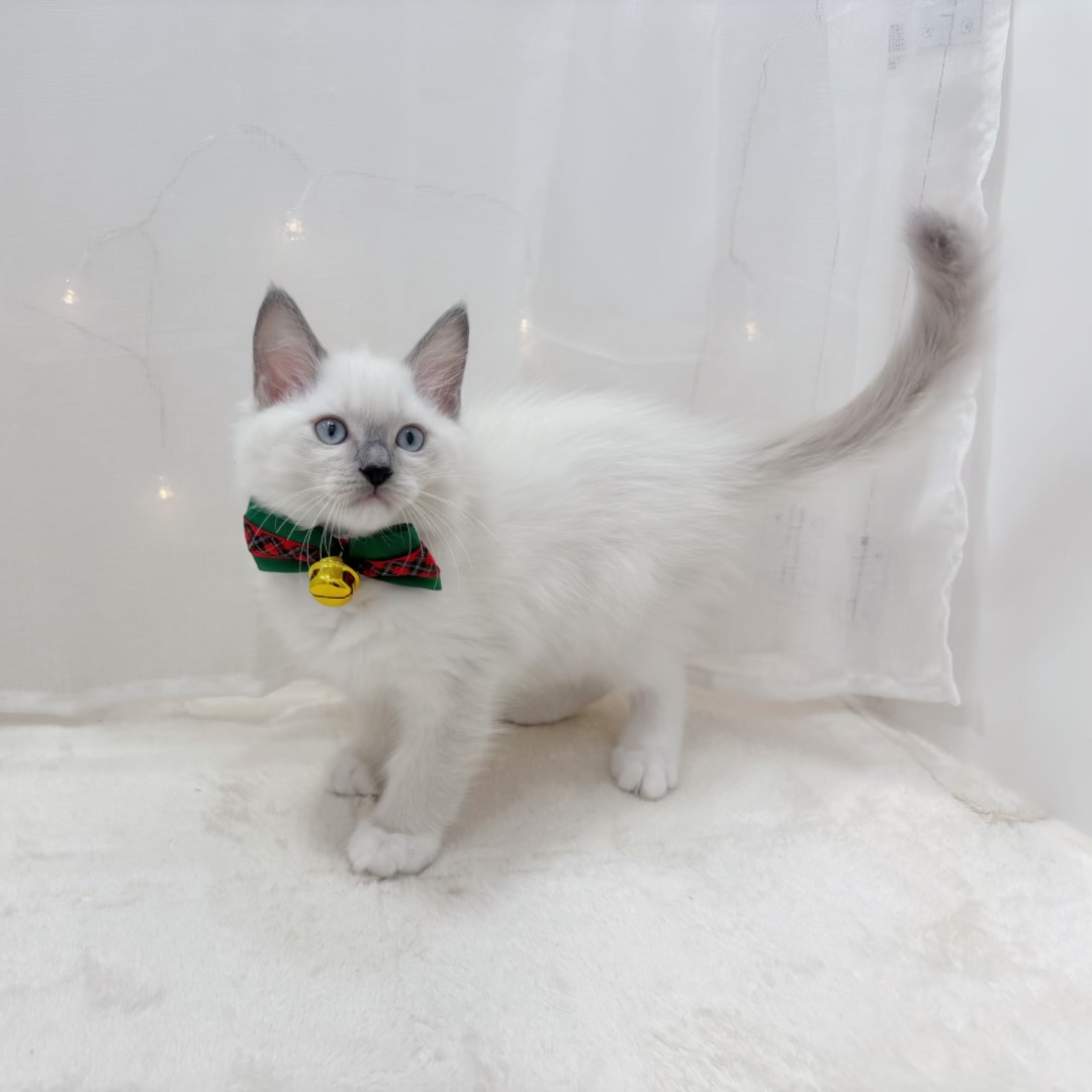 千葉県のラグドール (犬の家＆猫の里BIGHOPガーデンモール印西店/2025年10月10日生まれ/男の子/ブルーポイントミテッド)の子猫の3枚目の画像