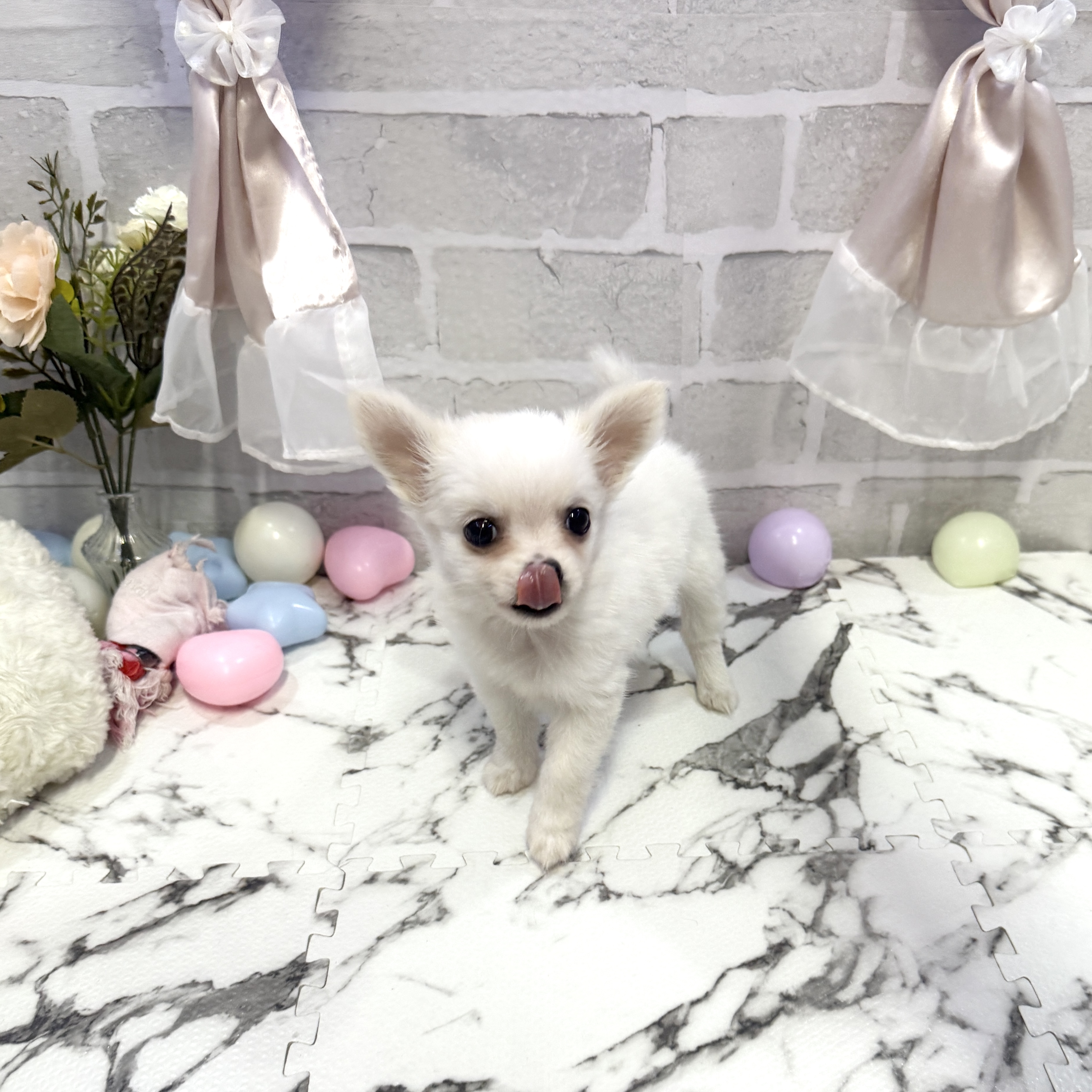 愛知県のチワワ(ロング) (犬の家＆猫の里岡崎店/2025年10月13日生まれ/男の子/ホワイトクリーム)の子犬の3枚目の画像