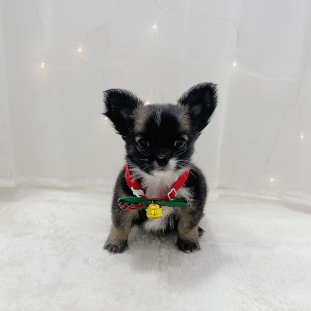 千葉県のチワワ(ロング) (犬の家＆猫の里BIGHOPガーデンモール印西店/2025年10月13日生まれ/男の子/フォーンセーブルホワイト)の子犬の3枚目の画像