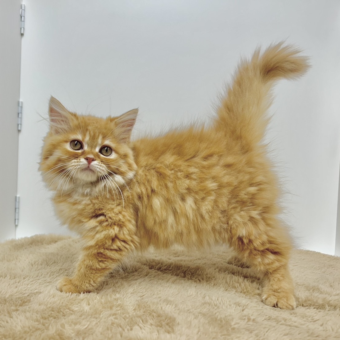 神奈川県のスコティッシュストレート (犬の家＆猫の里相模原店/2025年10月9日生まれ/女の子/レッドタビー)の子猫の3枚目の画像