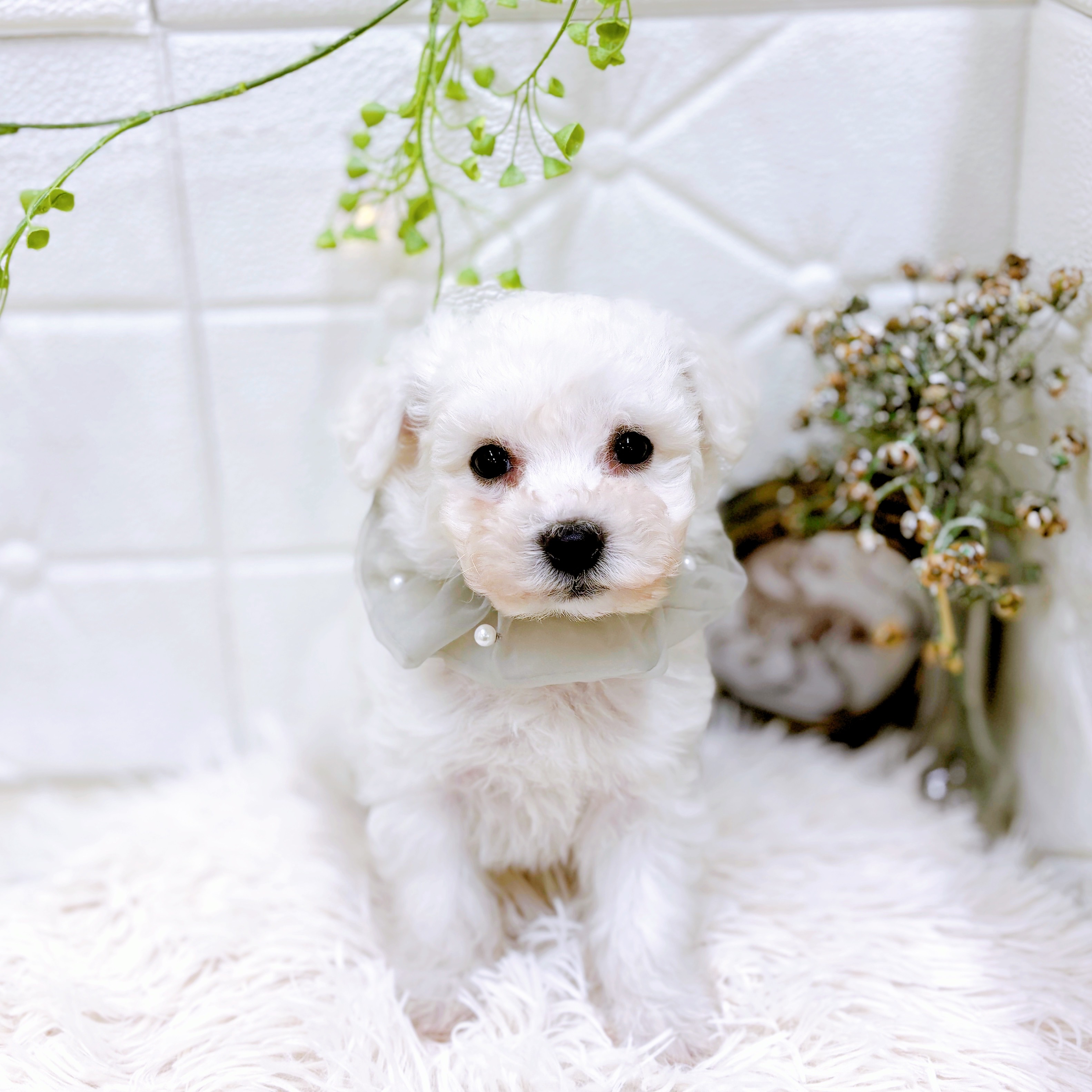 福井県のビションフリーゼ (犬の家＆猫の里アミーゴ福井店/2025年10月12日生まれ/男の子/ホワイト)の子犬の3枚目の画像