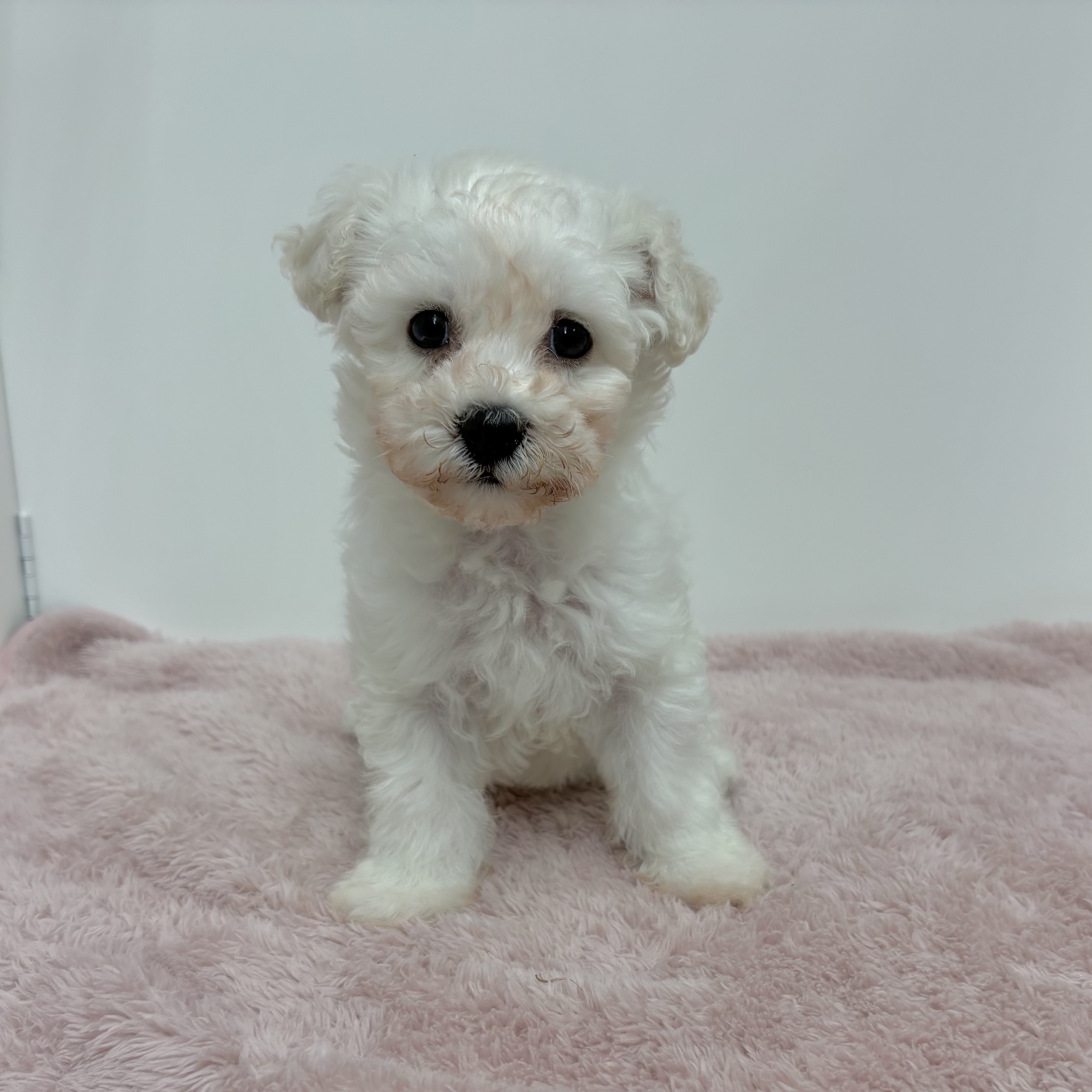 神奈川県のビションフリーゼ (犬の家＆猫の里相模原店/2025年10月12日生まれ/男の子/ホワイト)の子犬の3枚目の画像