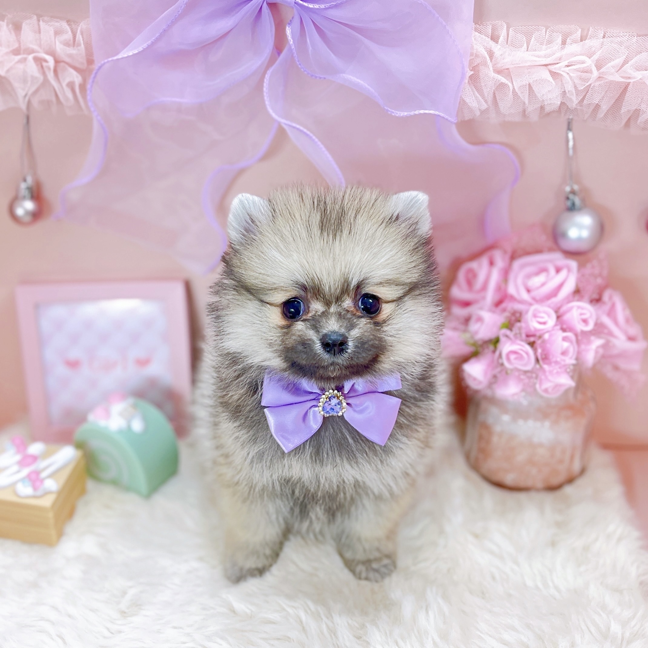 福井県のポメラニアン (犬の家＆猫の里アミーゴ福井大和田店/2025年10月7日生まれ/女の子/ウルフセーブル)の子犬の3枚目の画像