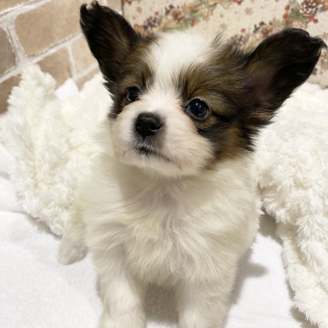 長野県のパピヨン (犬の家＆猫の里カインズ梓川店/2025年10月14日生まれ/男の子/ホワイトブラウン)の子犬の3枚目の画像