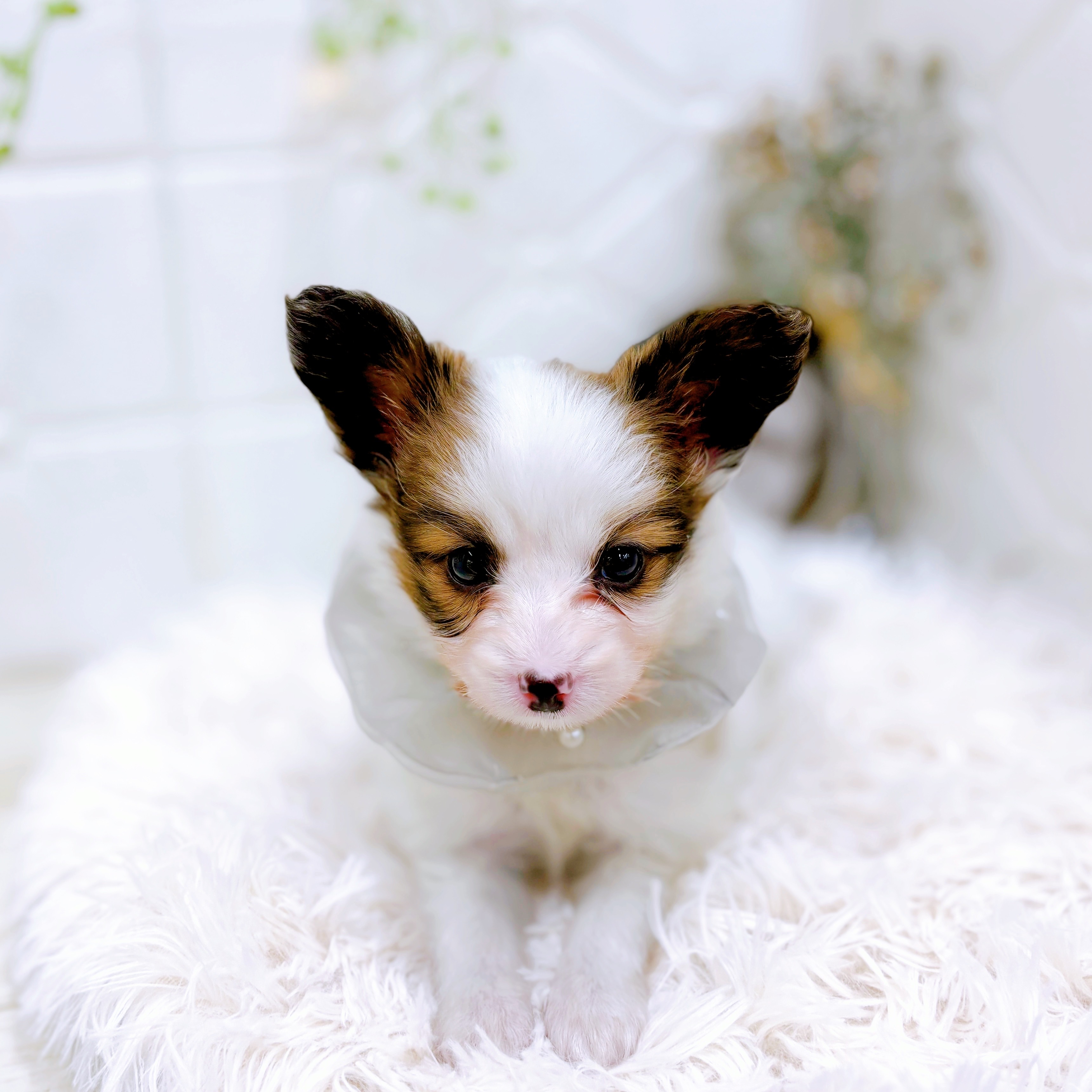 福井県のパピヨン (犬の家＆猫の里アミーゴ福井店/2025年10月14日生まれ/男の子/ホワイトブラウン)の子犬の3枚目の画像